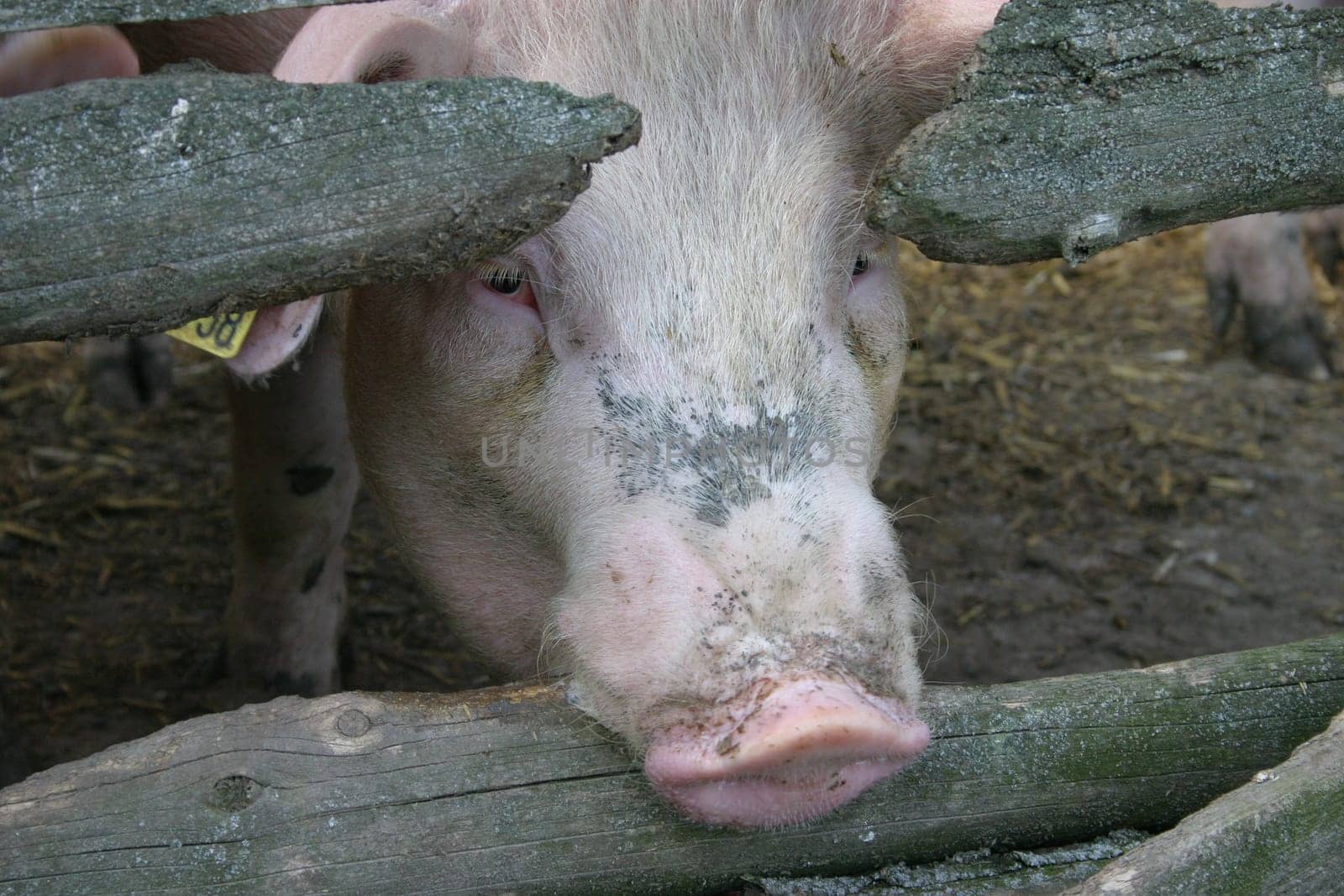 Fence biter