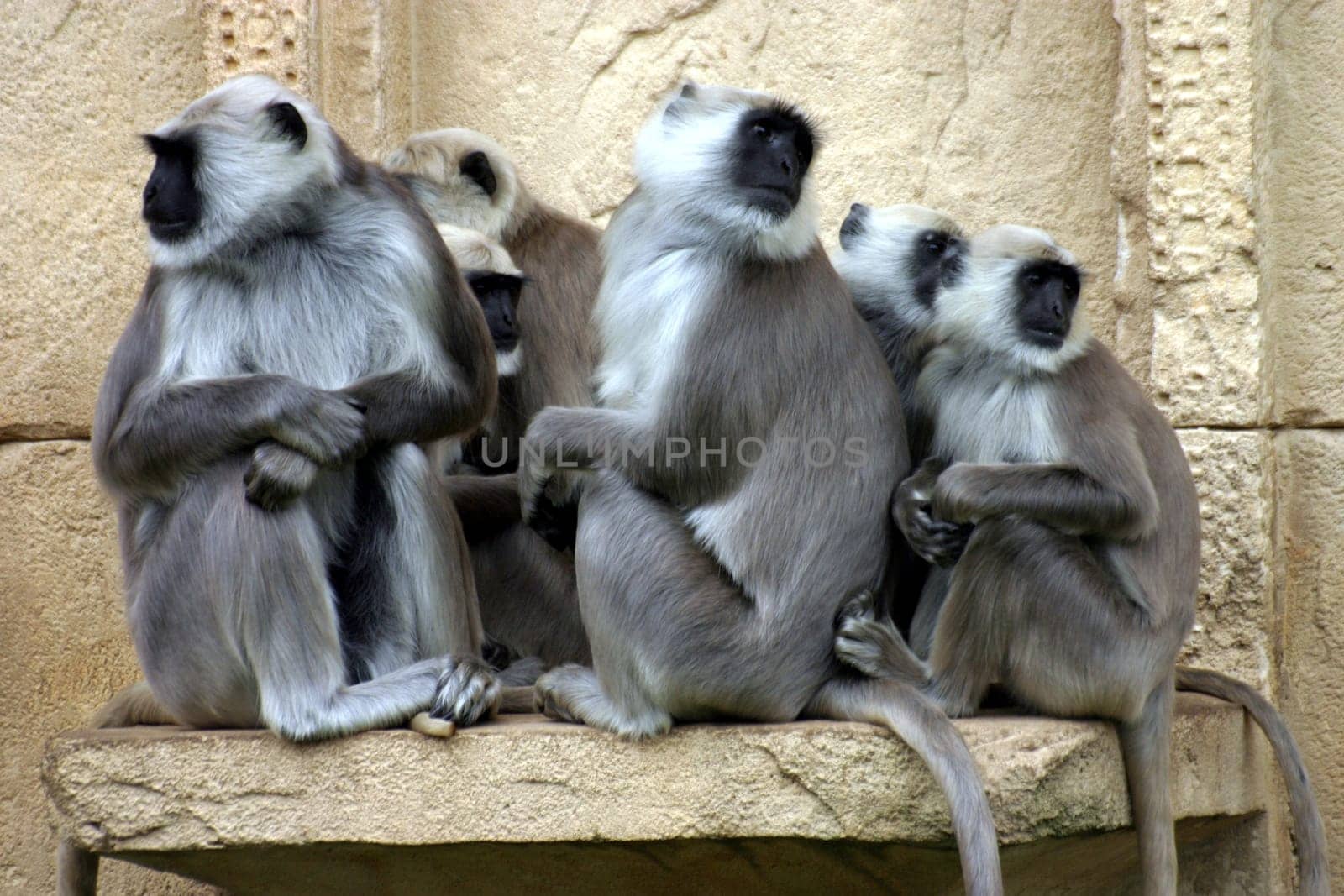 Monkey Gang
