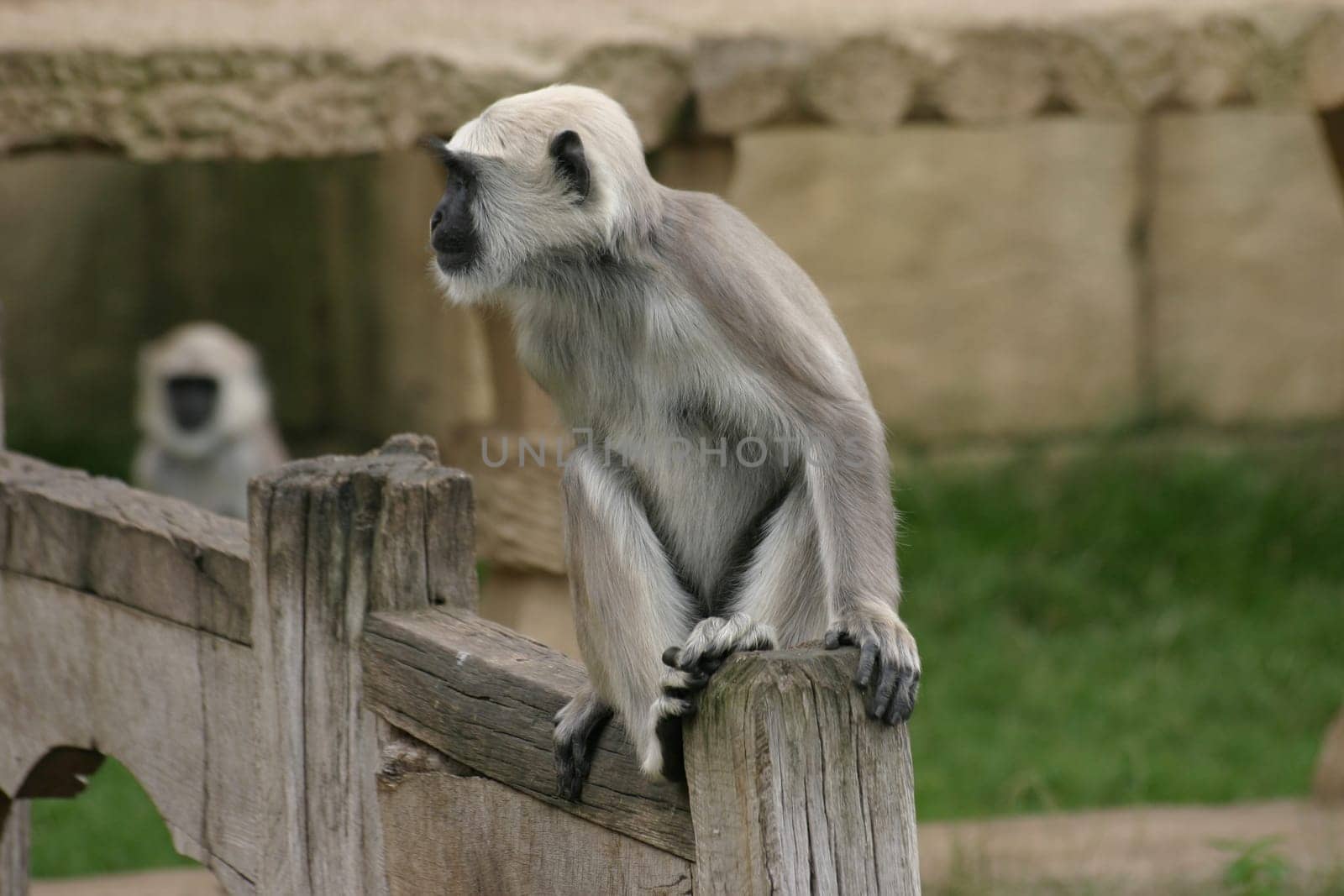 Hulman langur