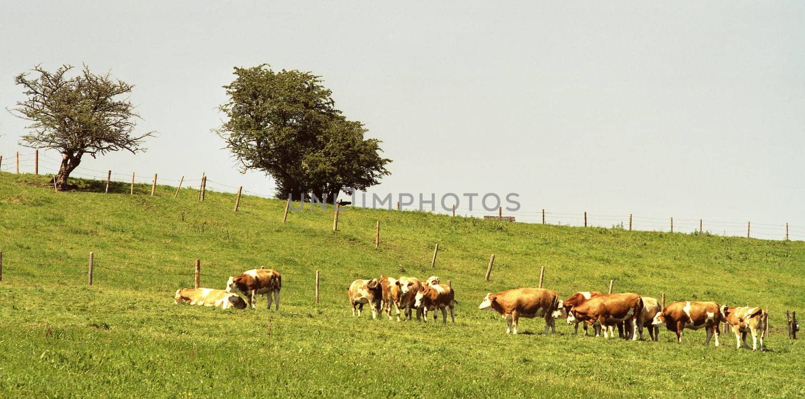 Cow pasture I