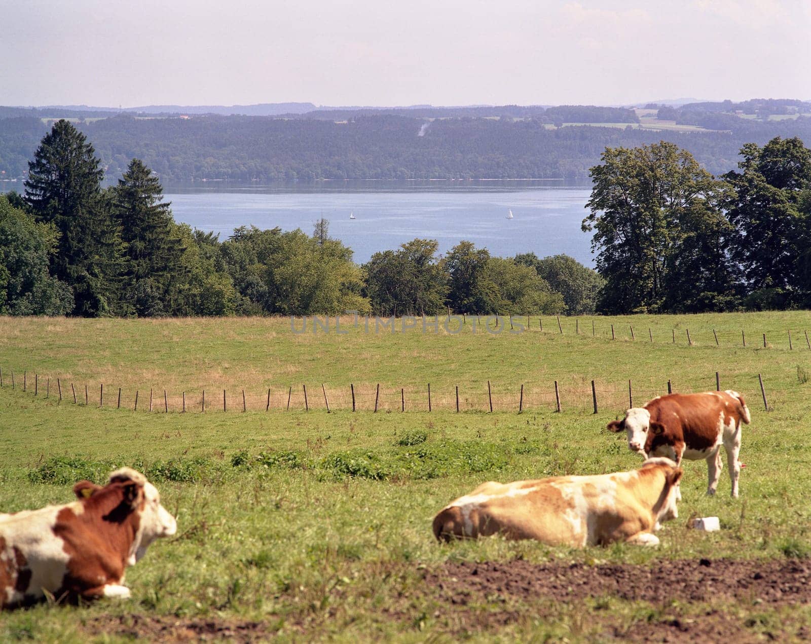 Cow pasture II