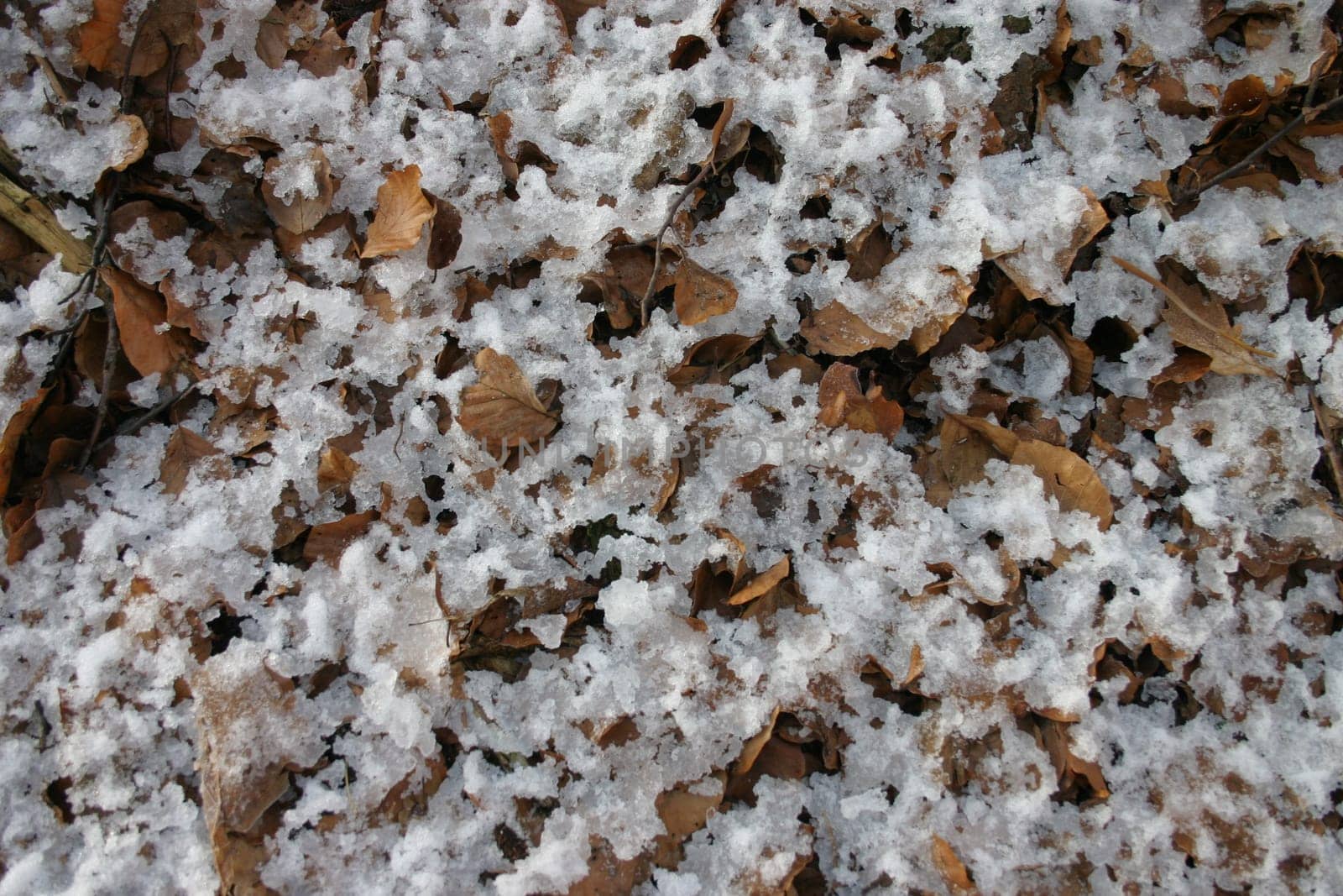 Leaves in the snow