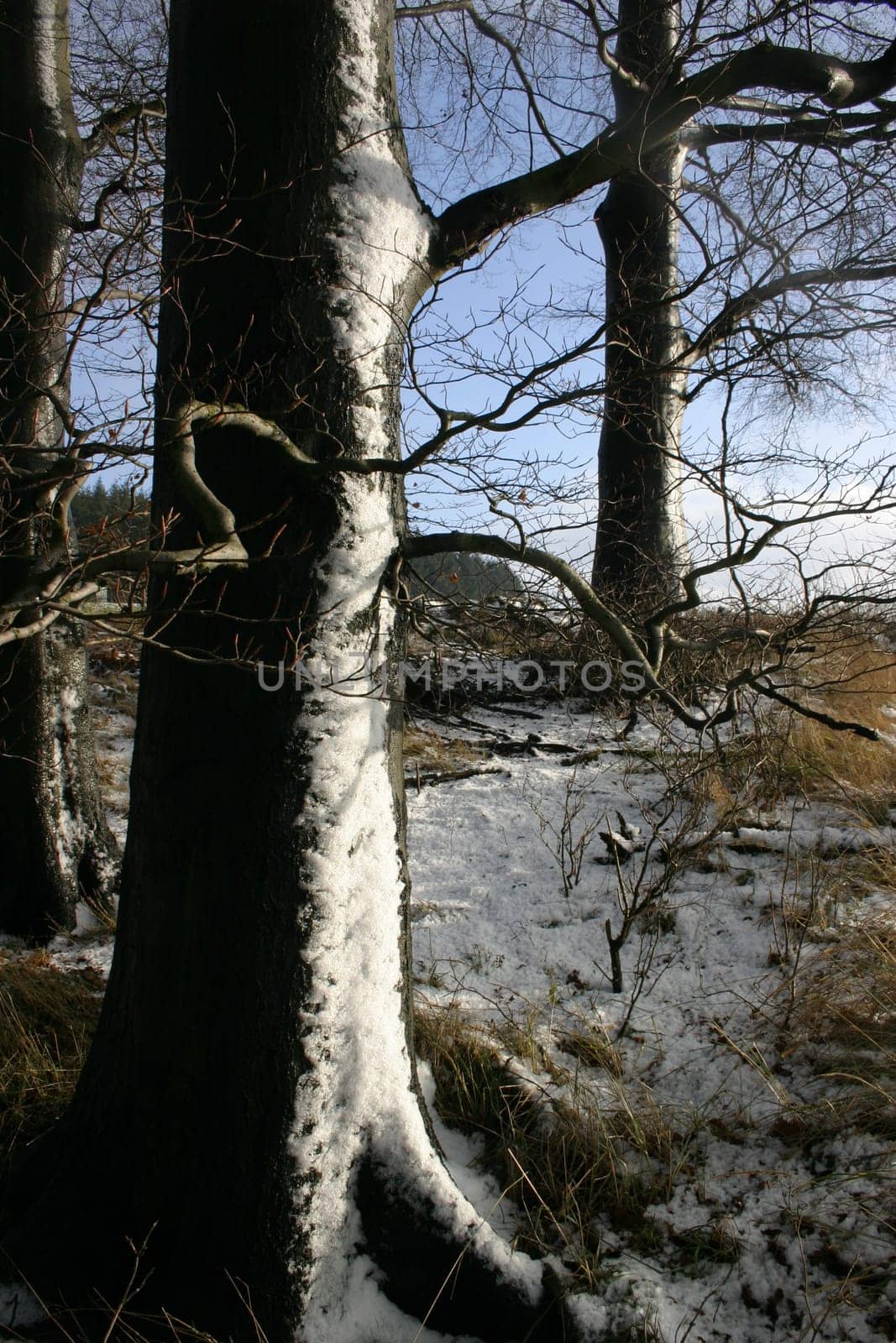 Winter forest