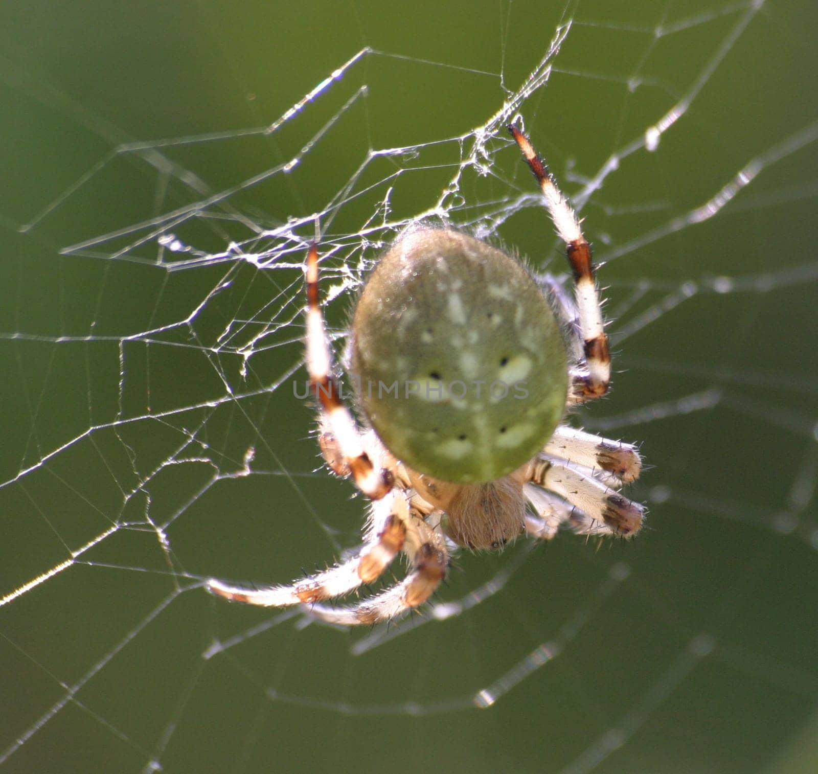 Four-spotted cross spider