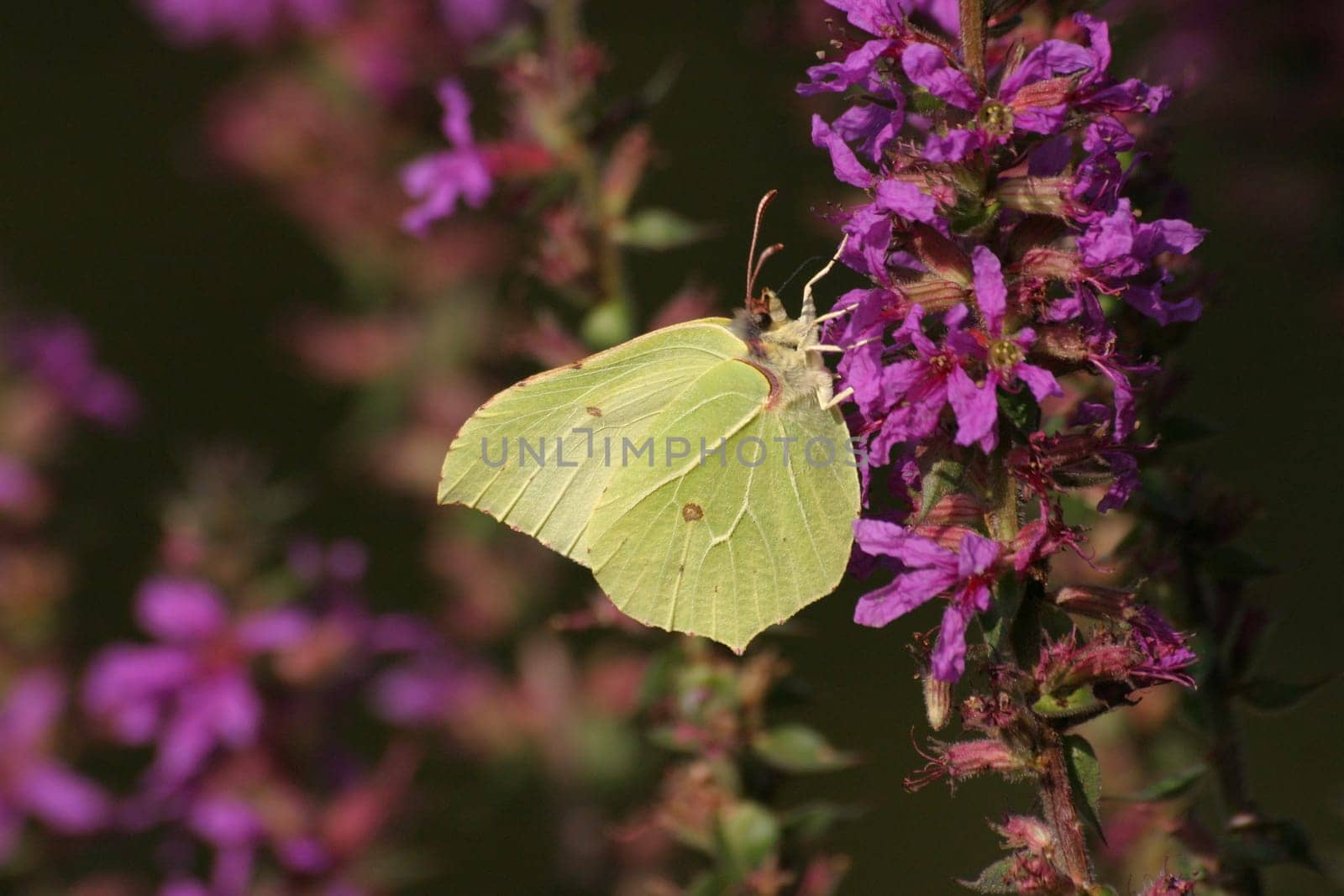 Yellow on purple