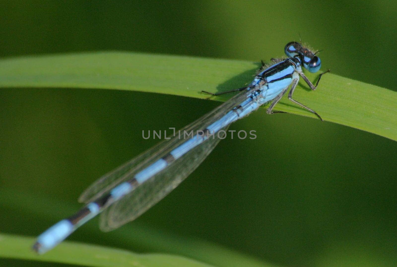 White-legged damselfly