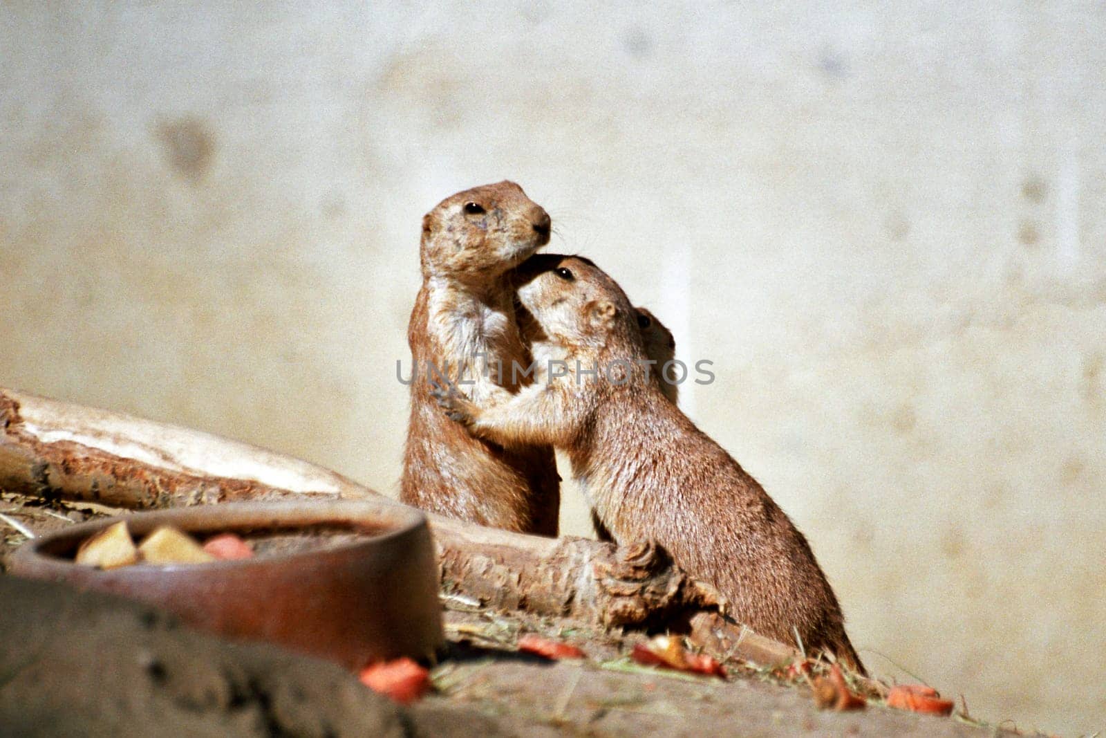 Prairie dogs