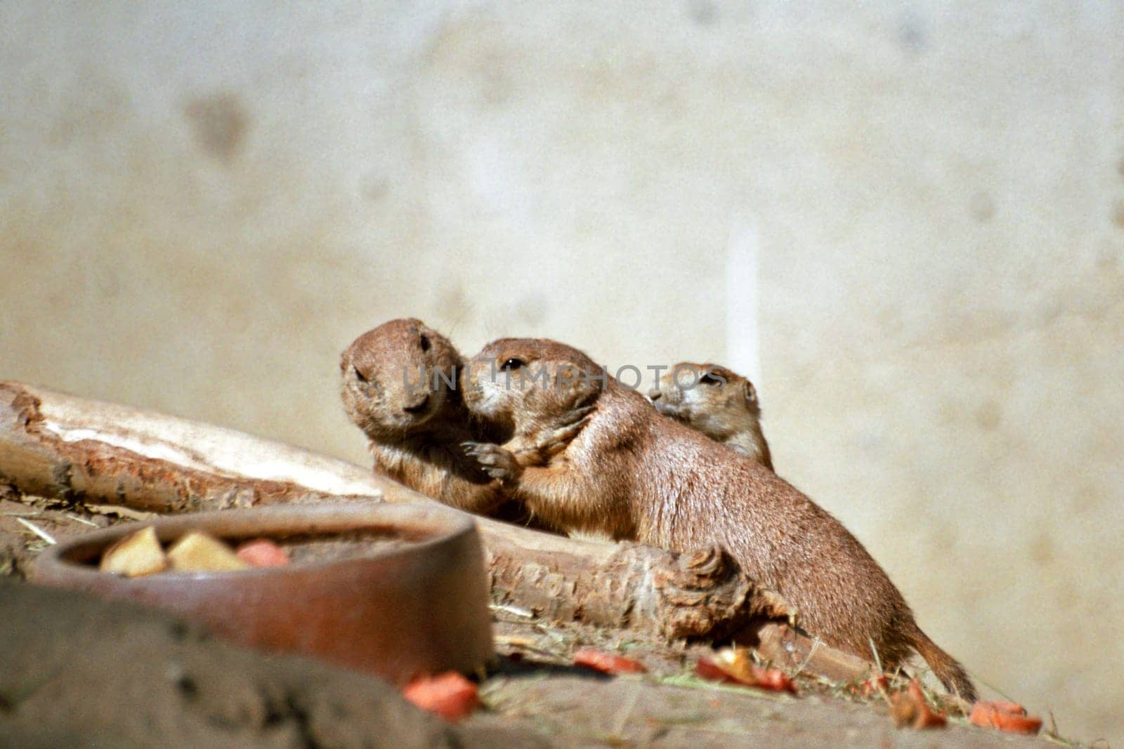 Prairie dogs