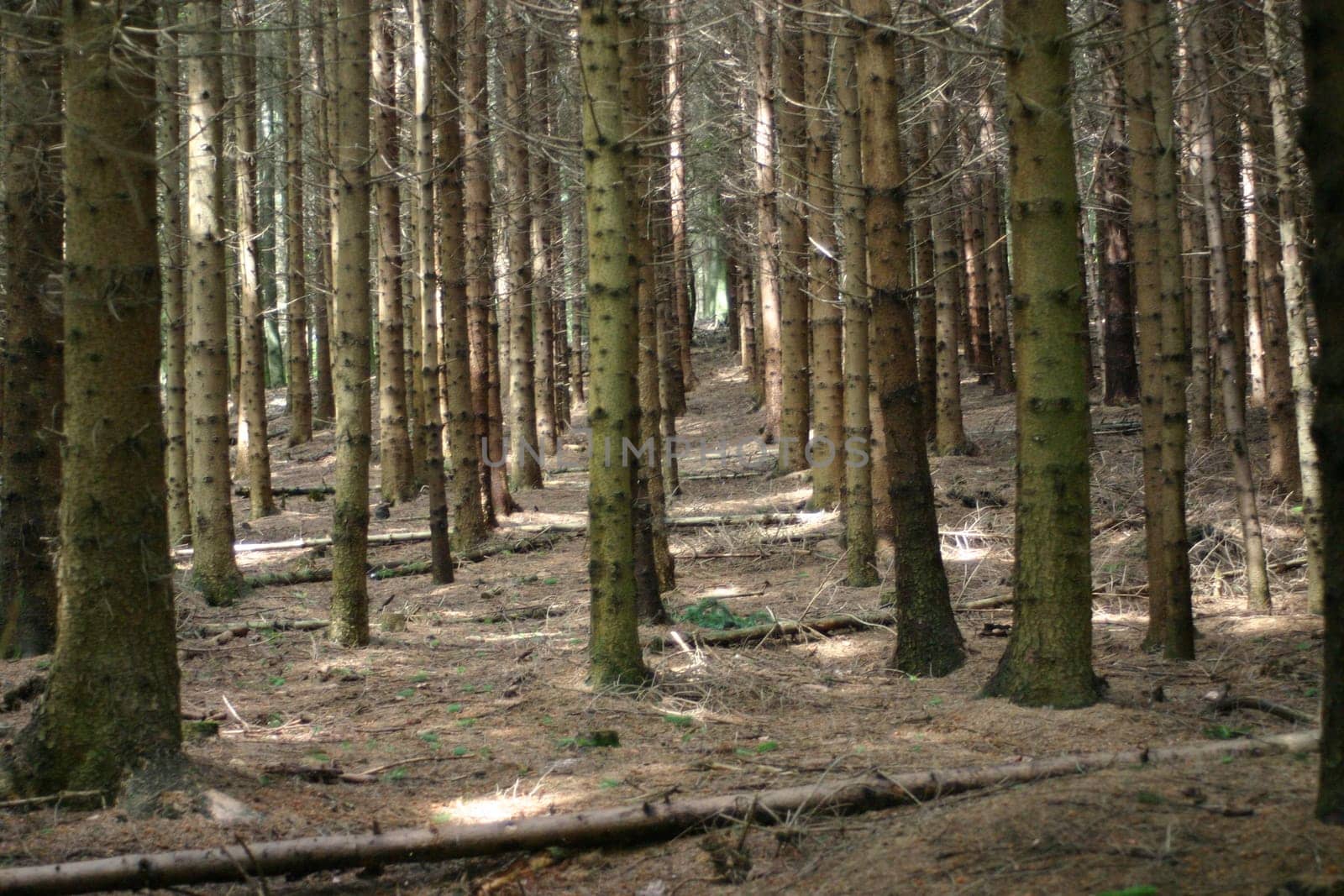 Commercial forest