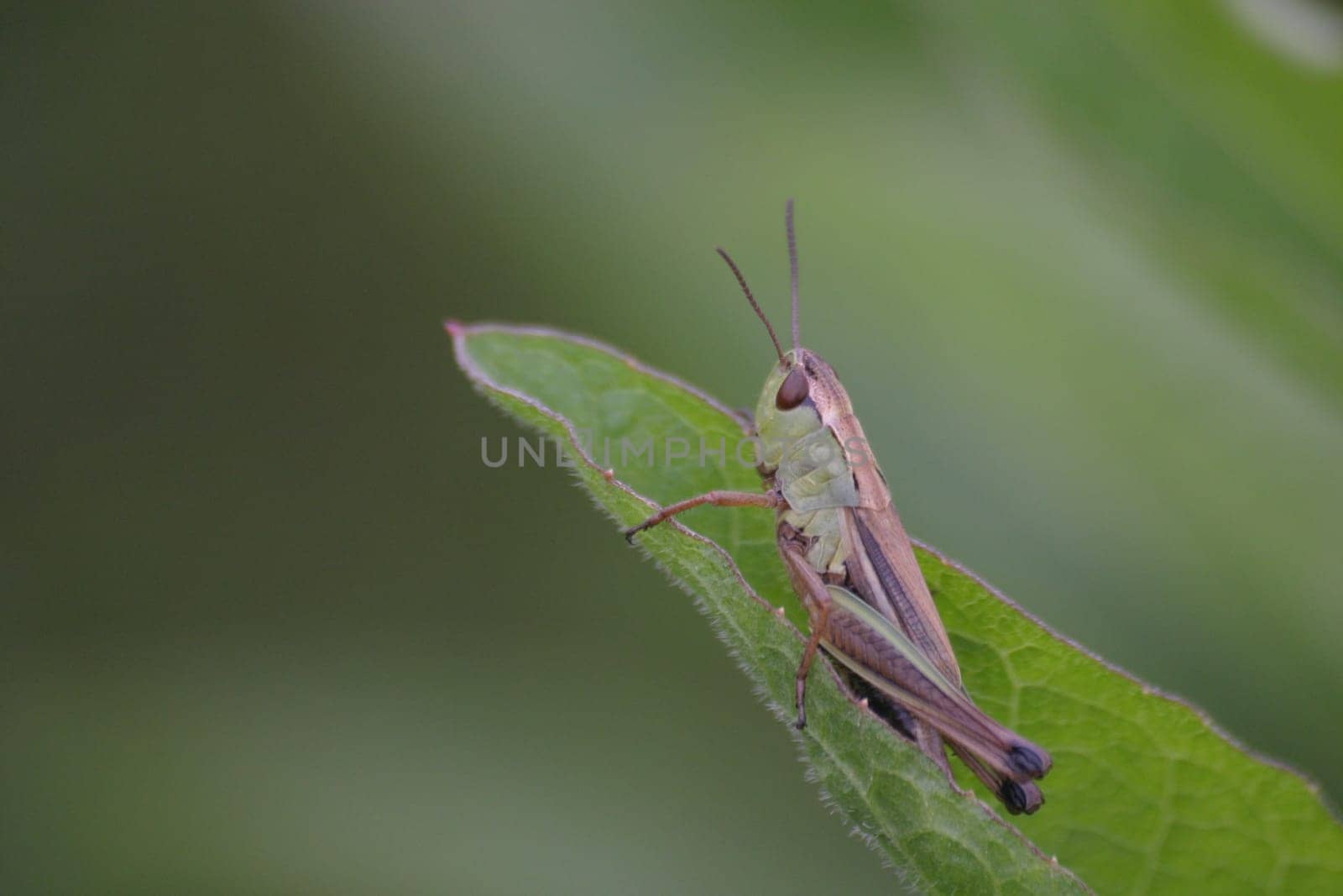 Grasshopper