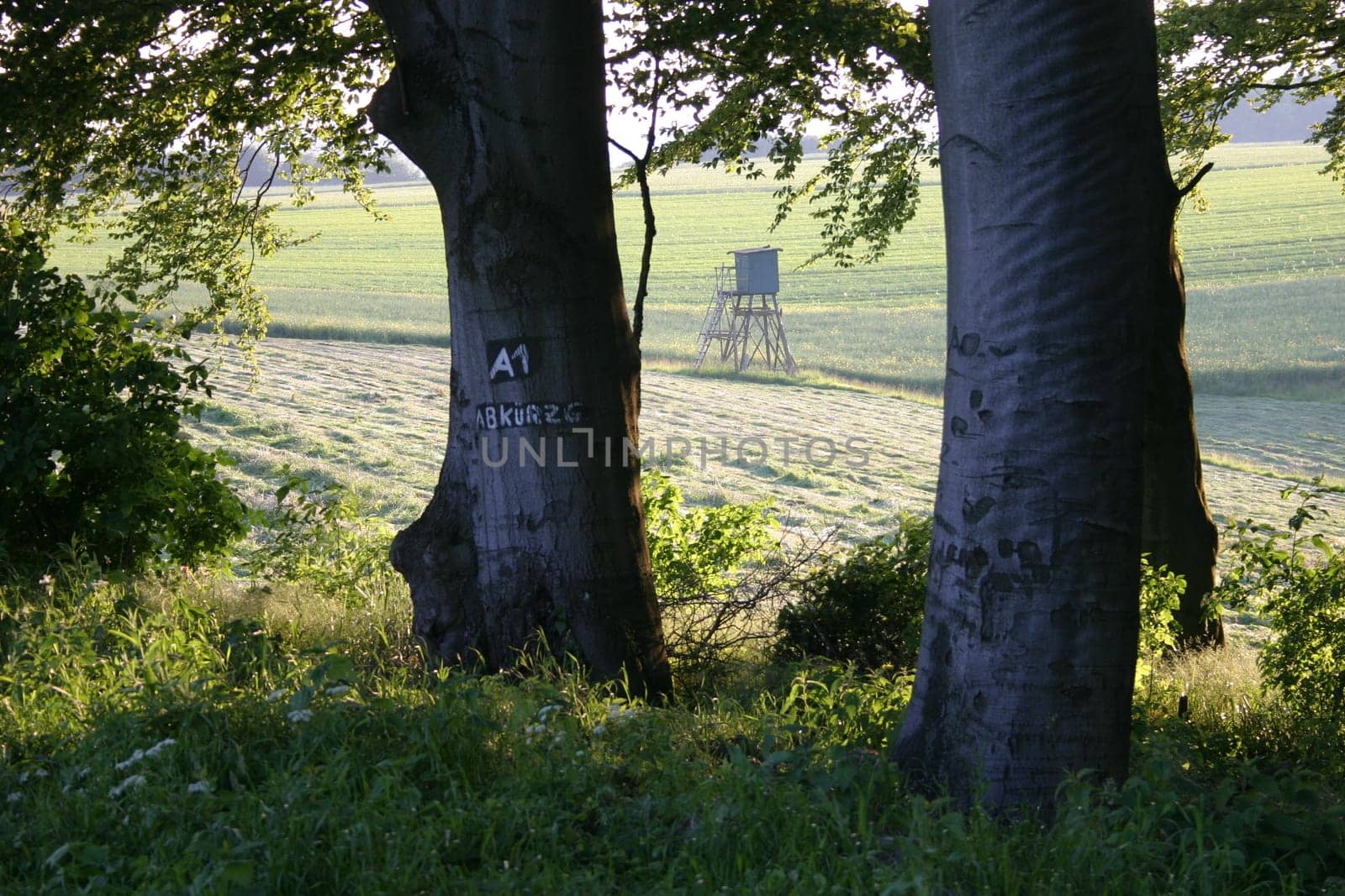 At the edge of the forest