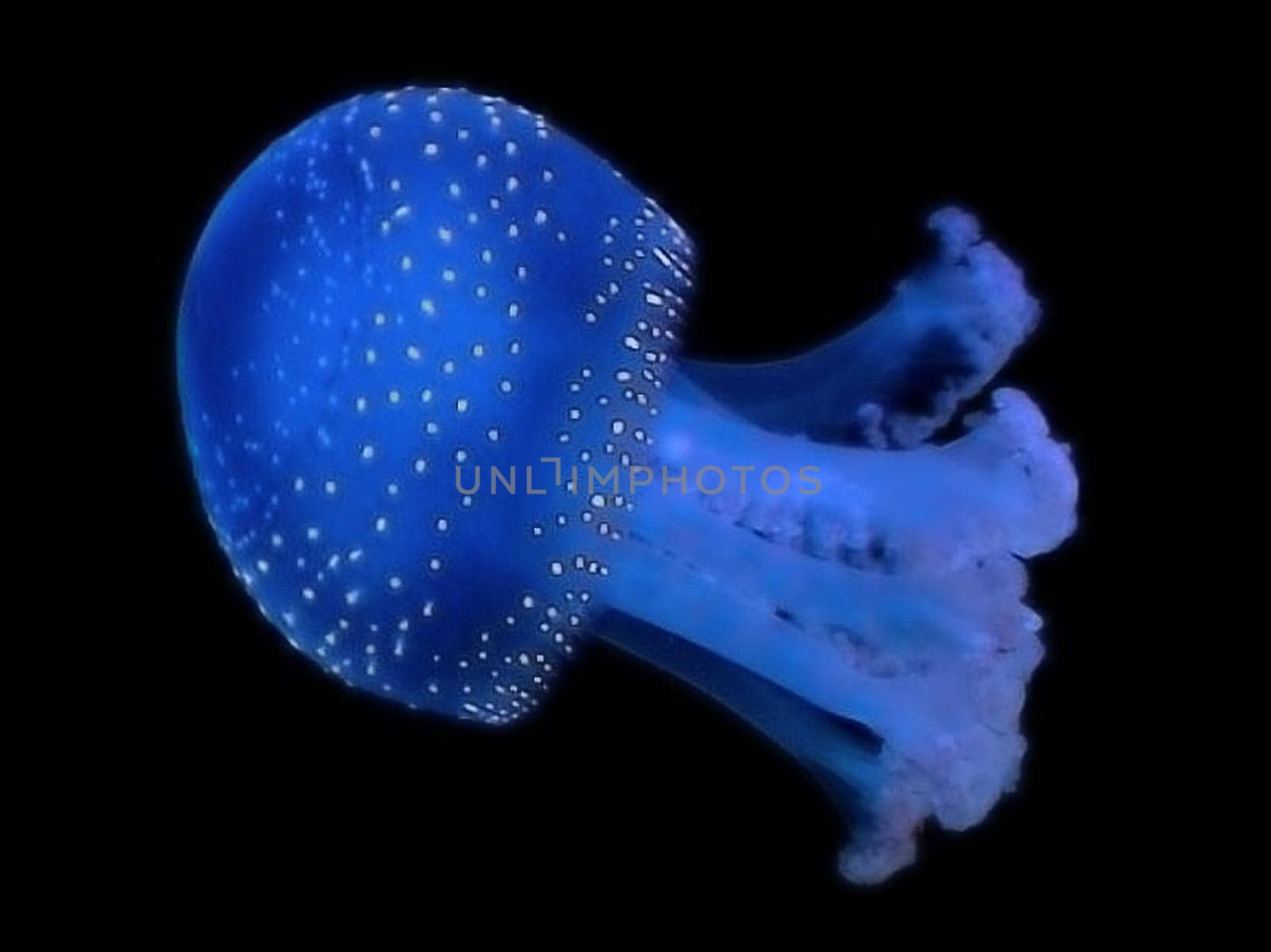 Doesn't the jellyfish have a nice drawing?!