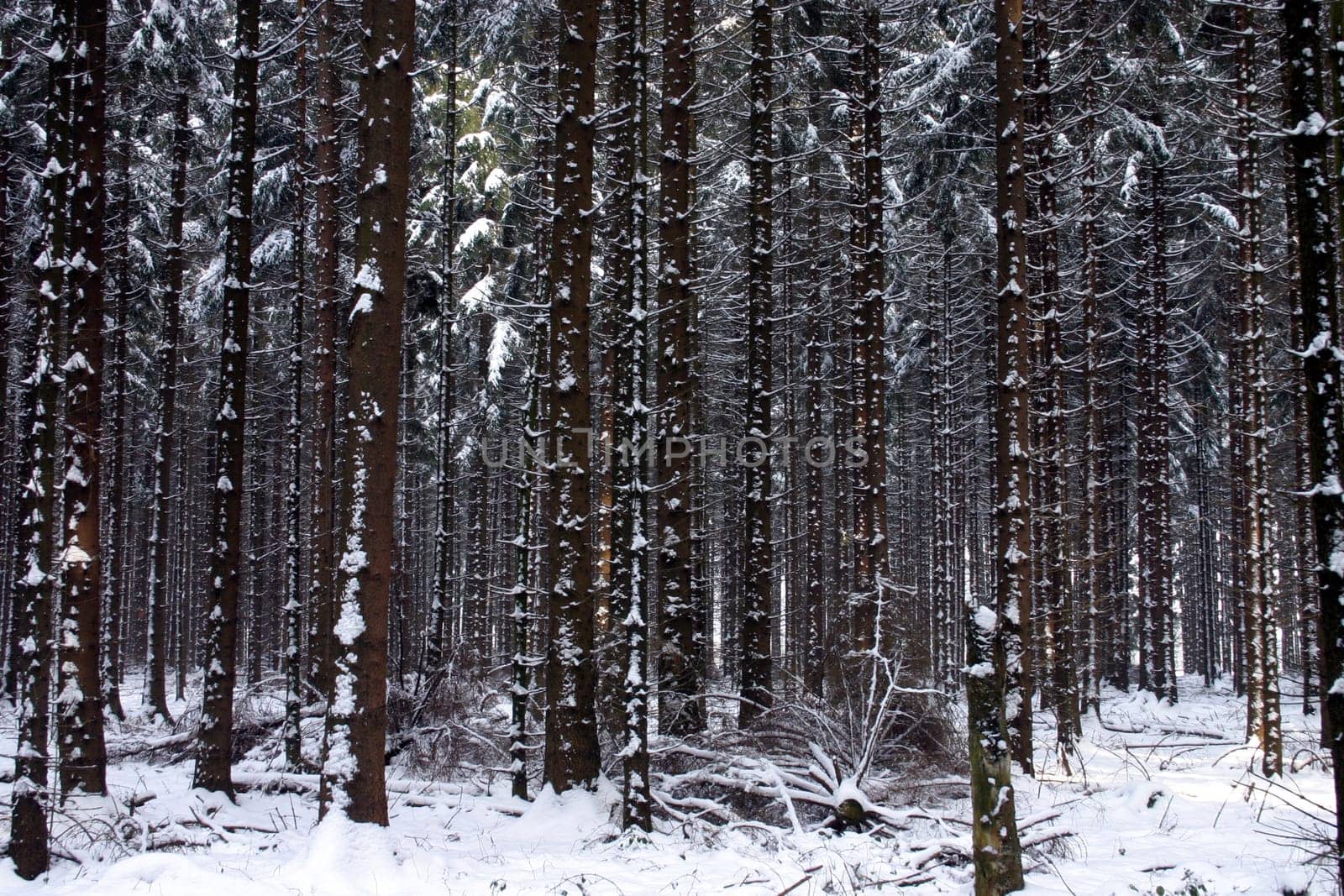 Winter forest