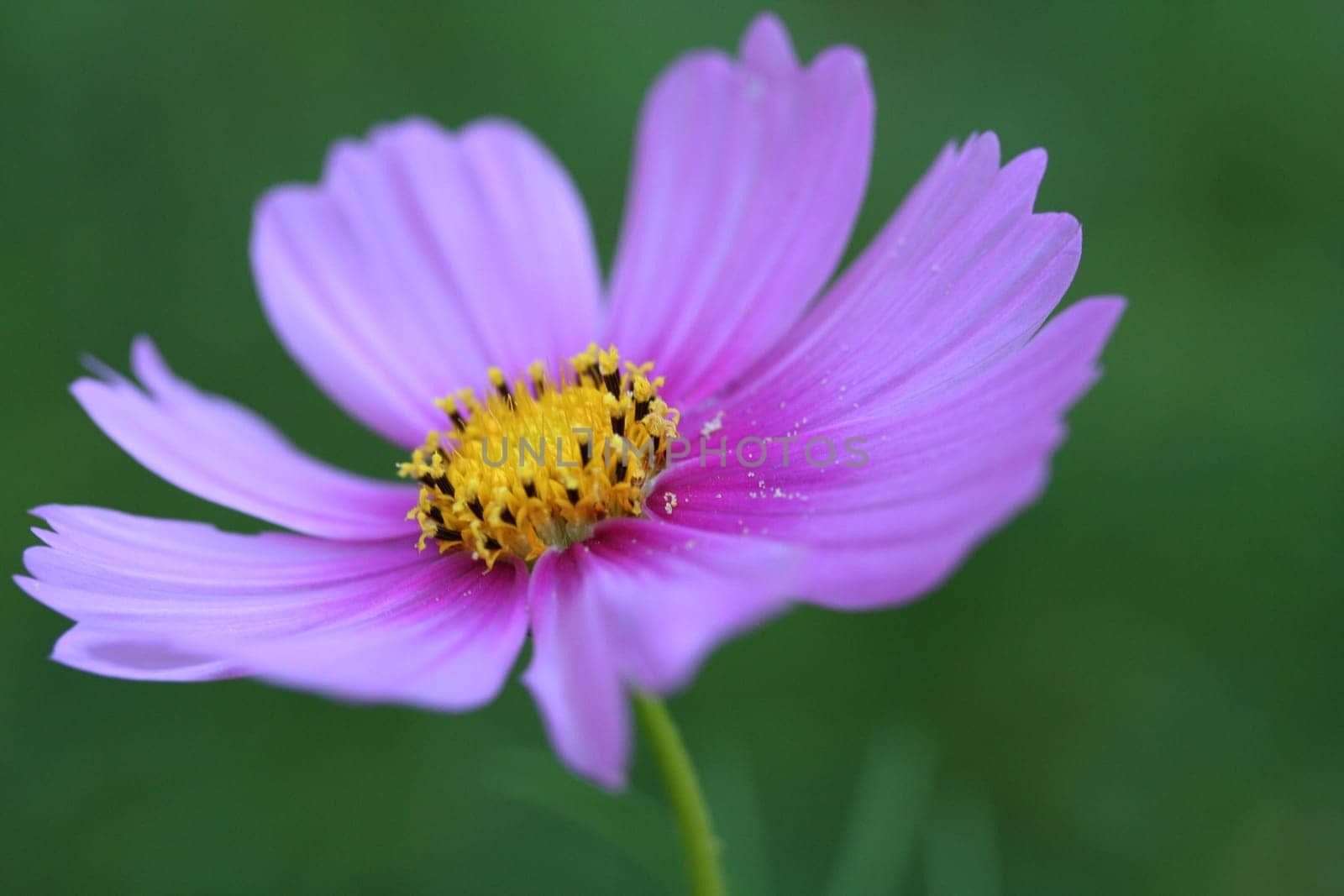 Cosmea II