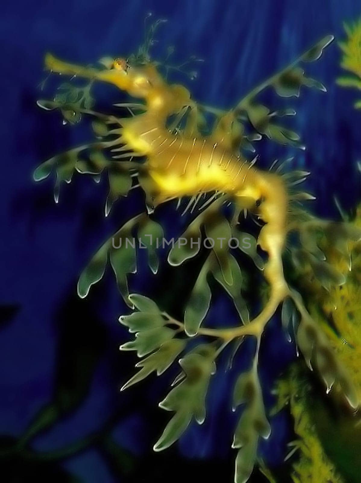 For me,seahorses are the most wonderful water creatures ever and this specimen is really incredibly beautiful! I barely edited the image... the animal really looks like this!!
