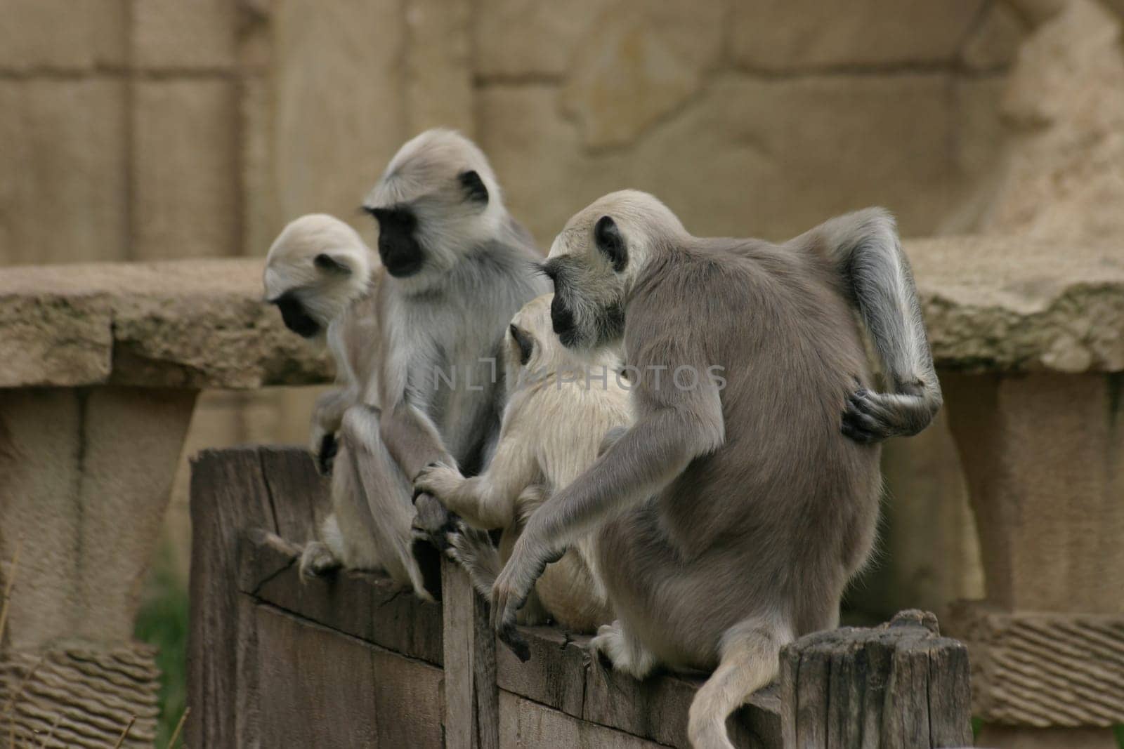 Langur Gang