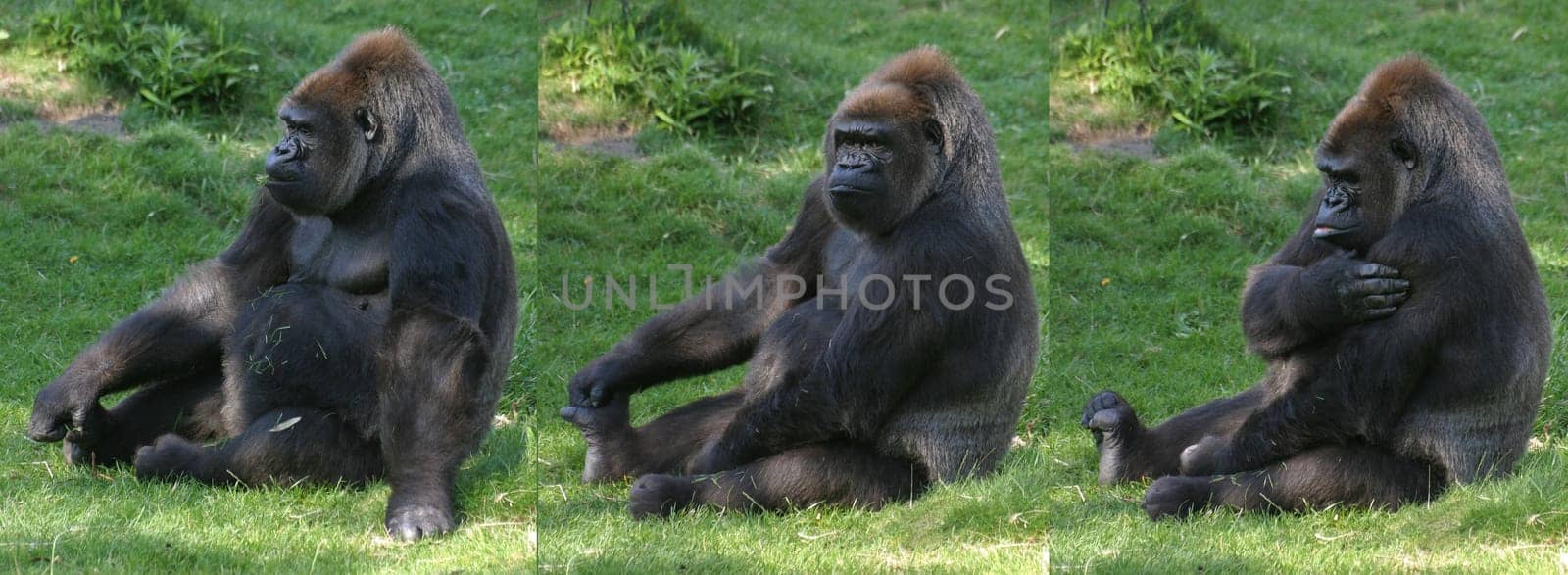 Gorilla Body Care