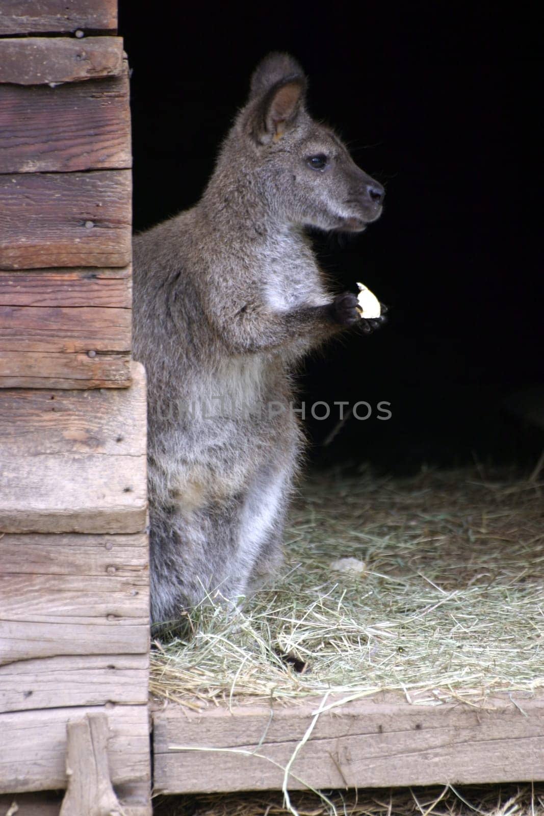 Bennett's kangaroo