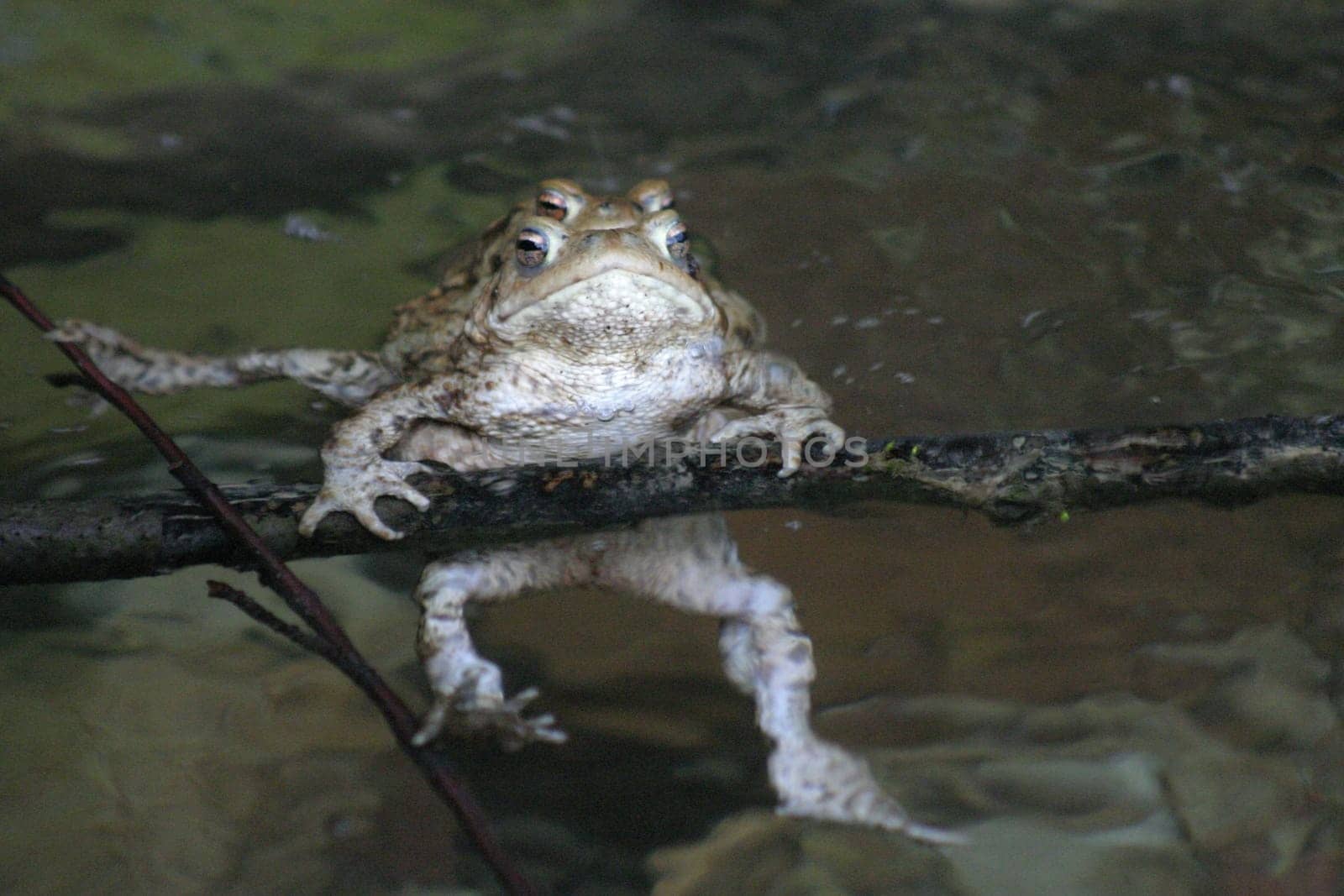 Common toad mating