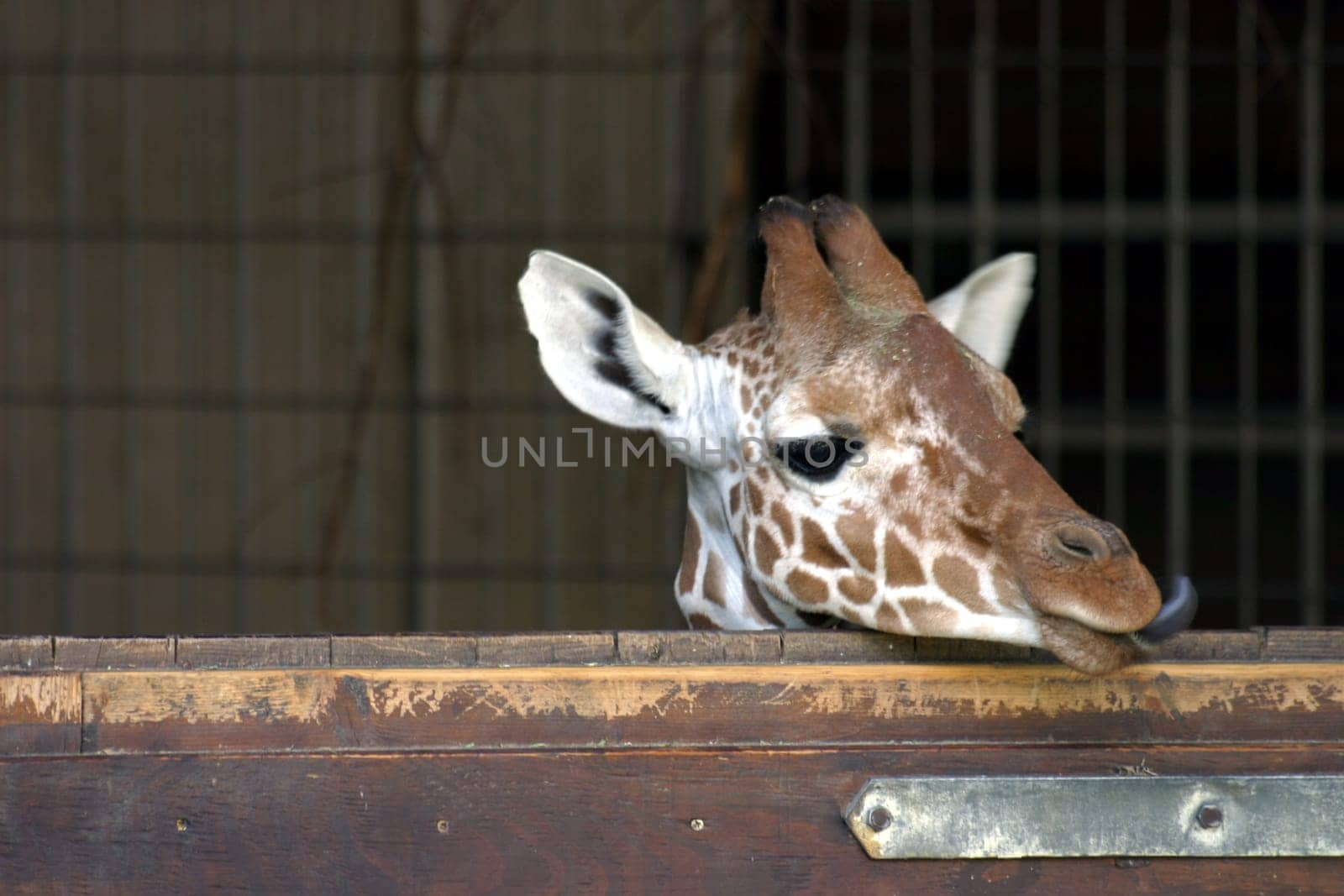 Giraffe in the barn
