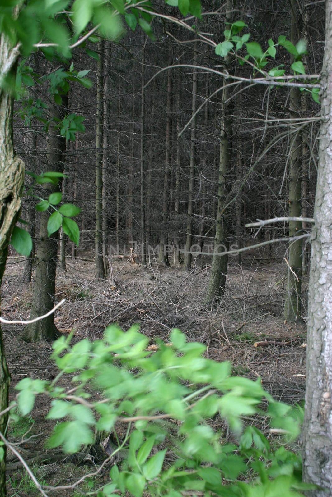 Coniferous forest