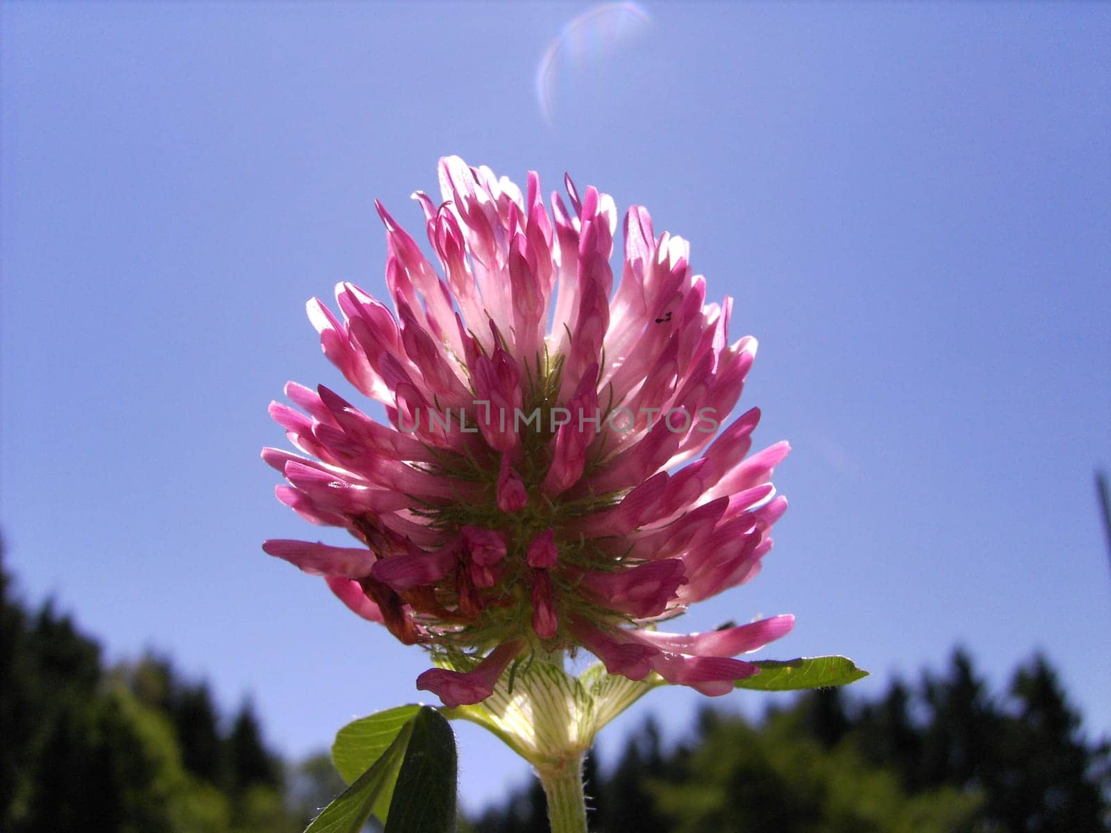 red clover