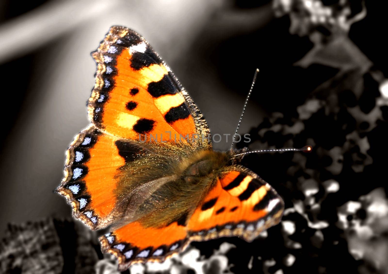 Butterfly