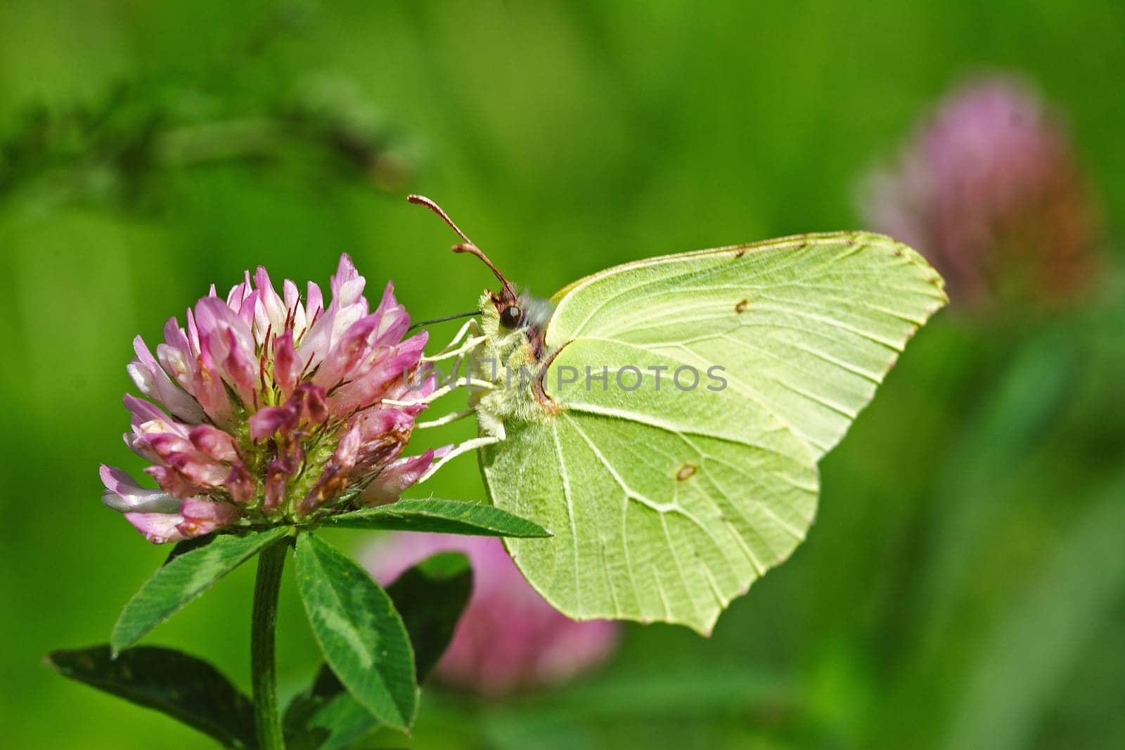 Brimstone