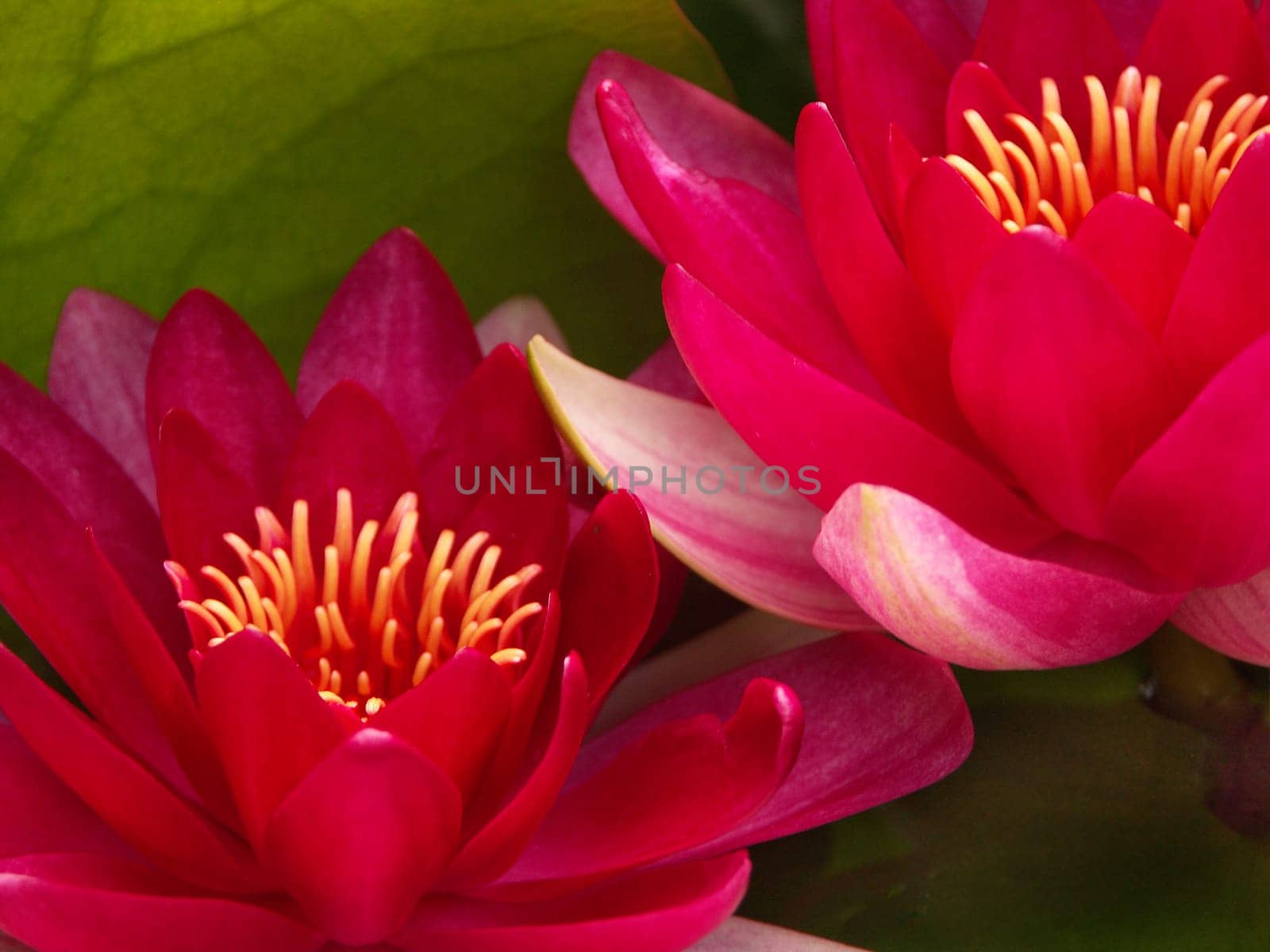 Water lilies