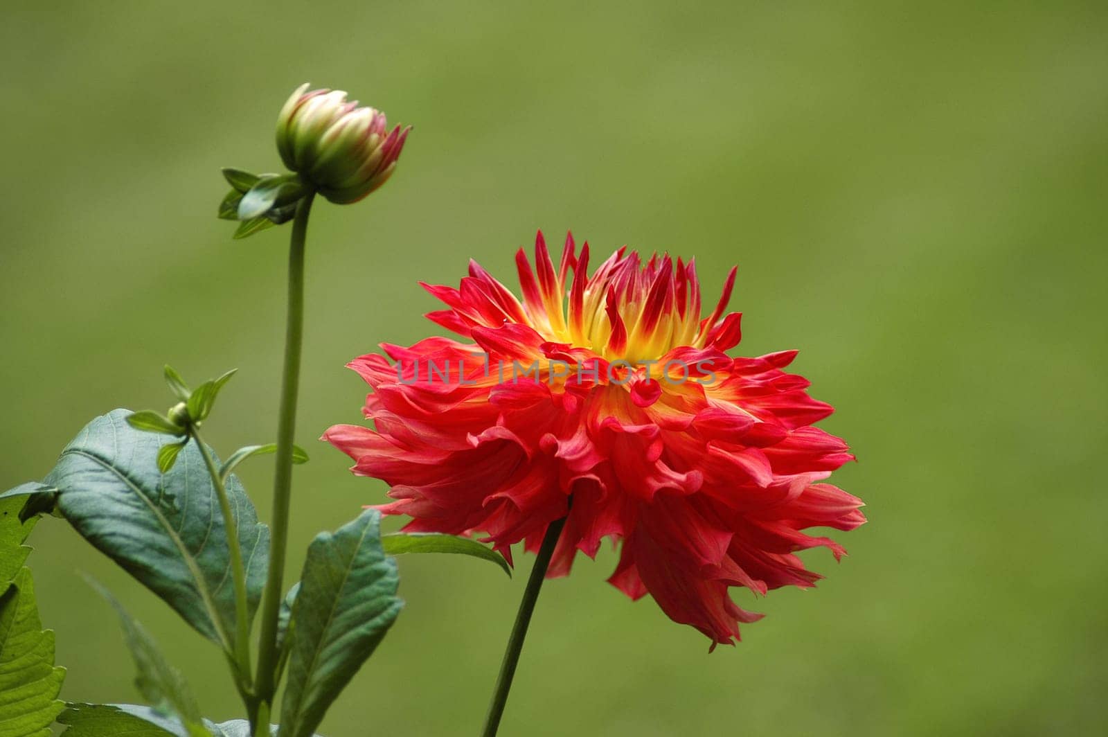 FIRE DAHLIA