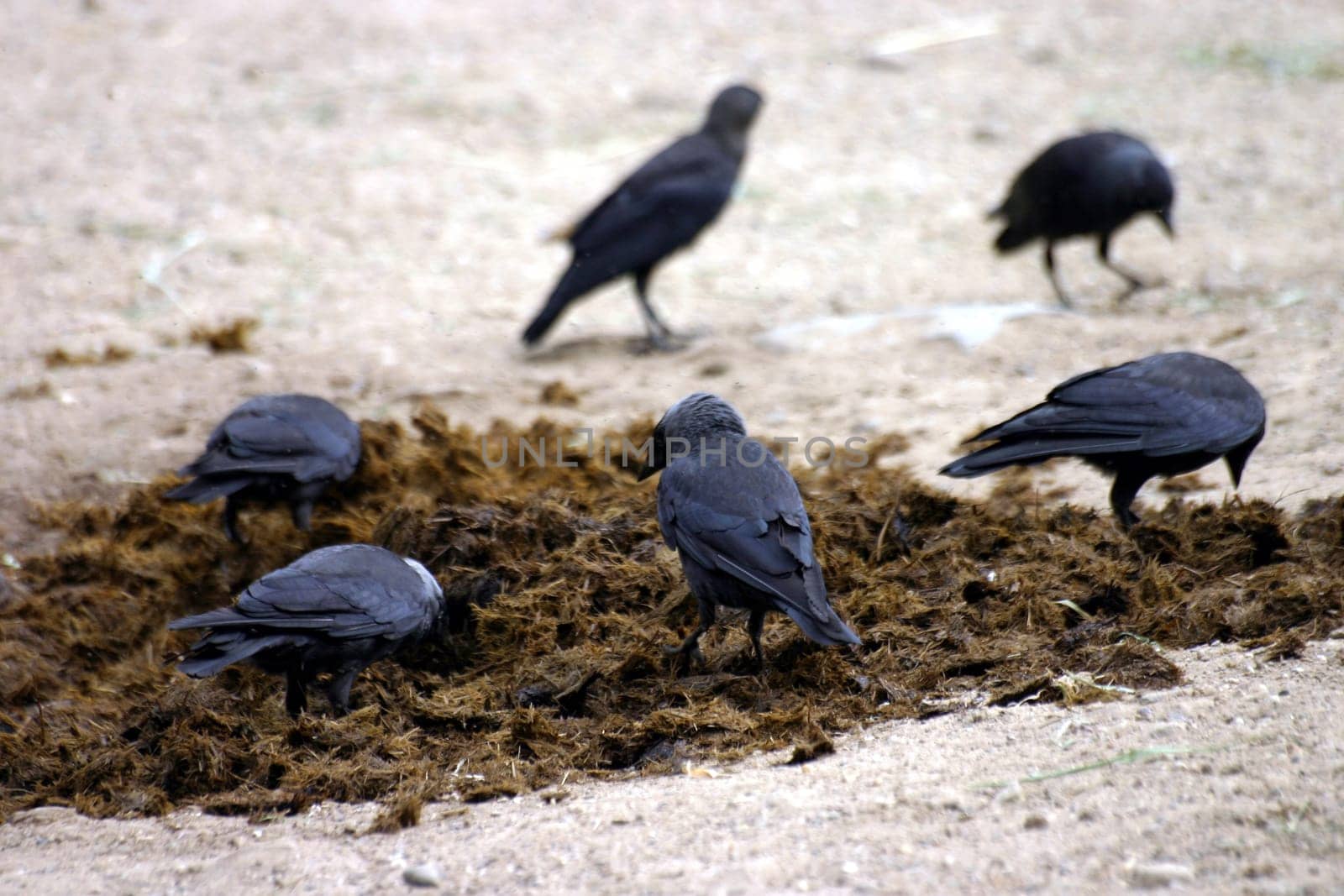 Jackdaws burrowing in manure