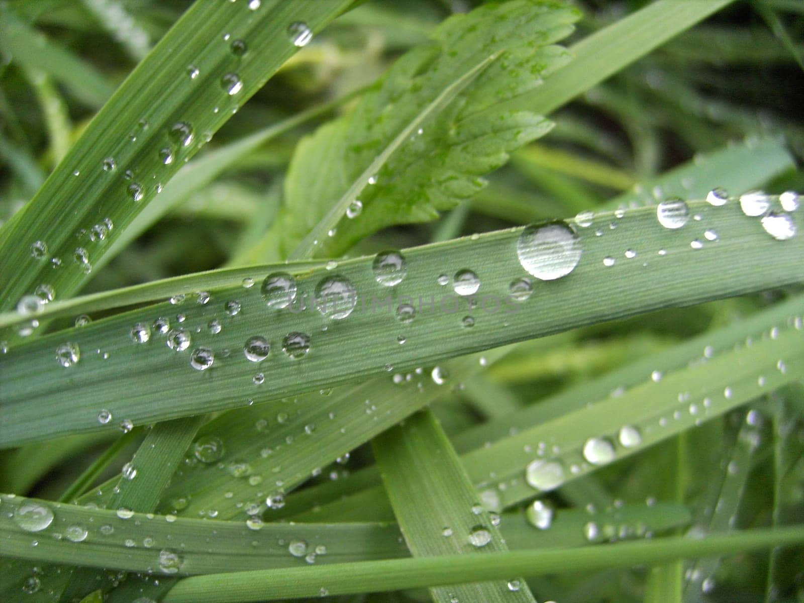 Morning dew