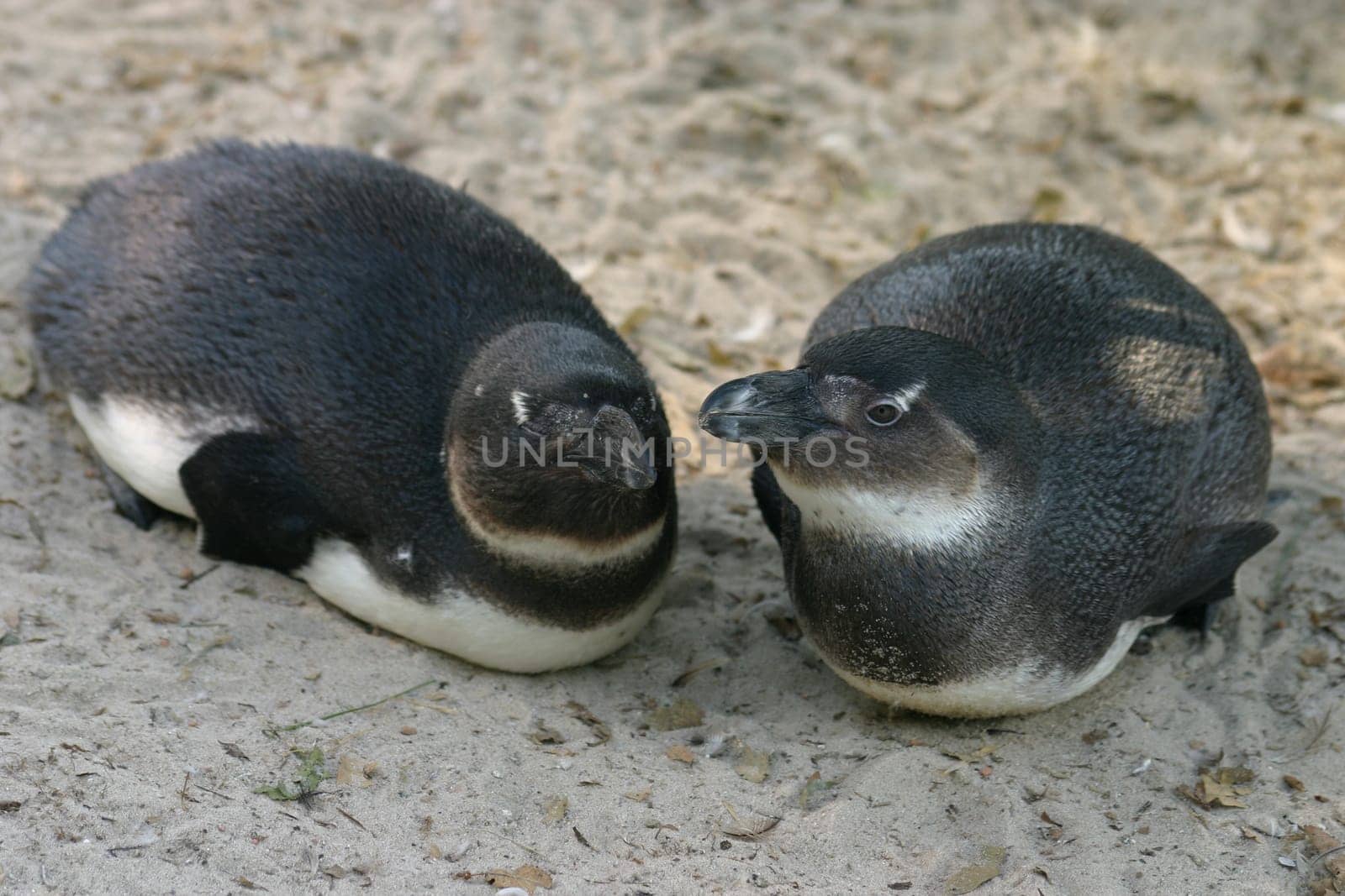Young penguins