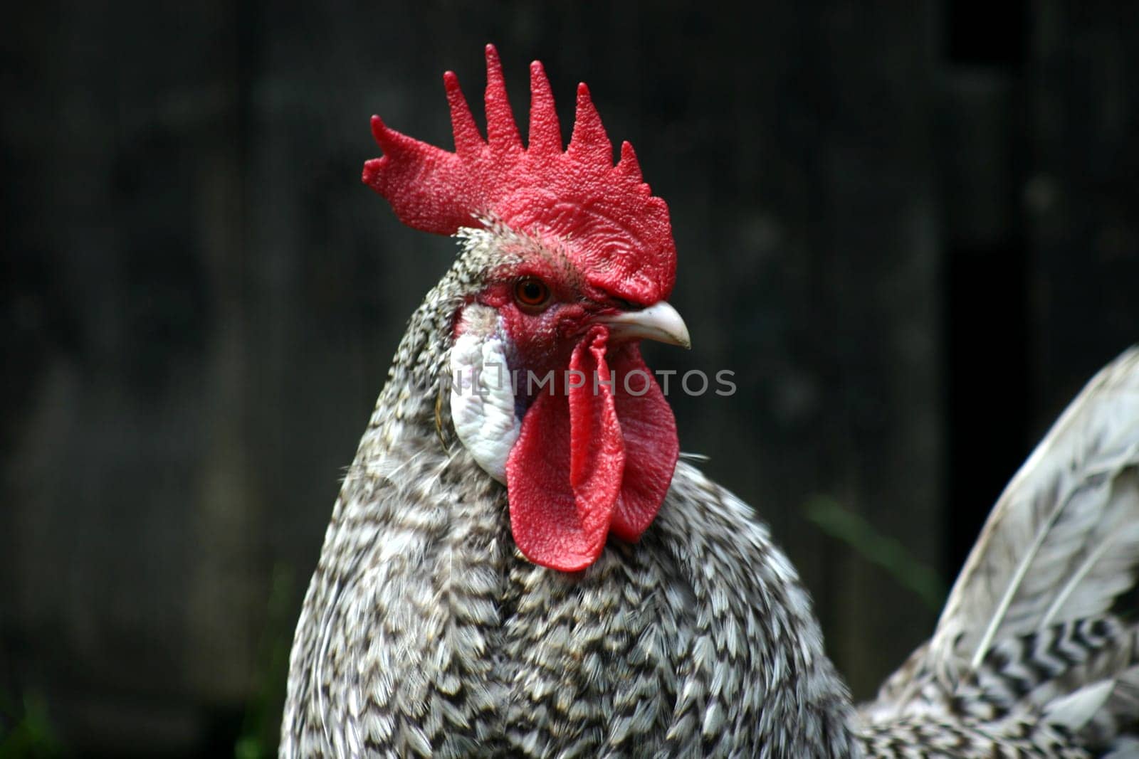 Krüper = Westphalian for "creeper"". The name indicates the apparent mode of locomotion of the extremely short-legged chicken. It is an endangered breed of chickens."