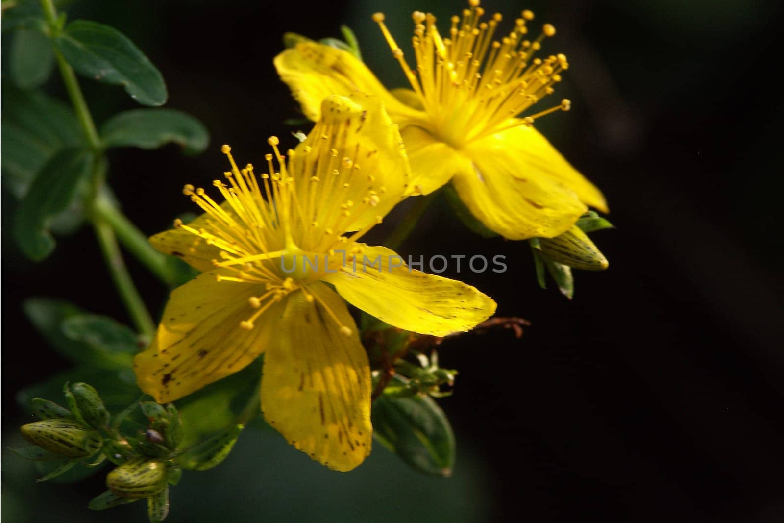 St. John's wort