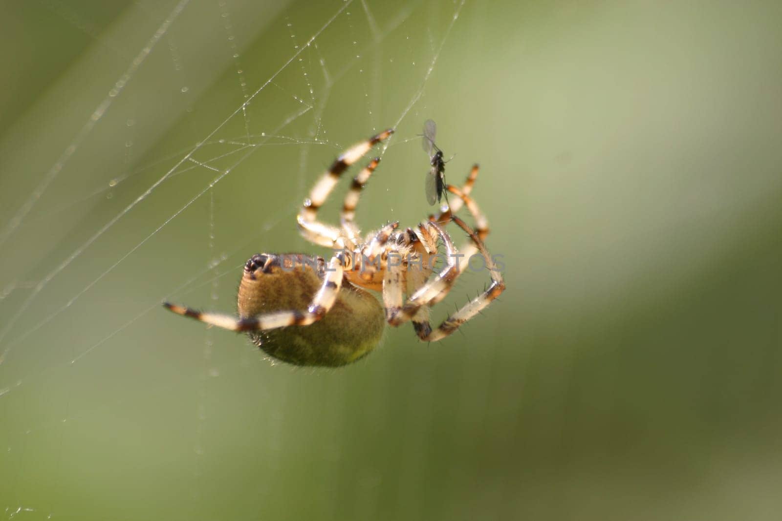 Cross spider