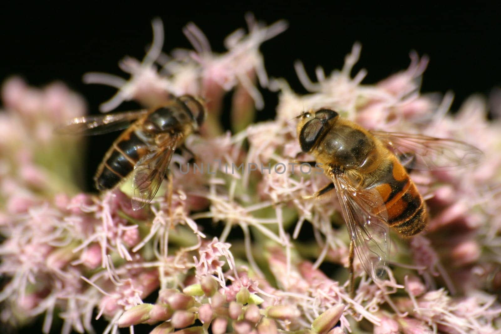 Hoverflies