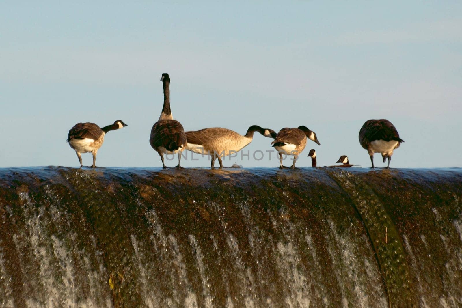 in the evening on an old sign and every new goose is greeted joyfully. Later,they flew together to their sleeping place. Taken in the nature reserve "Unterer Neckar"" near Ladenburg"