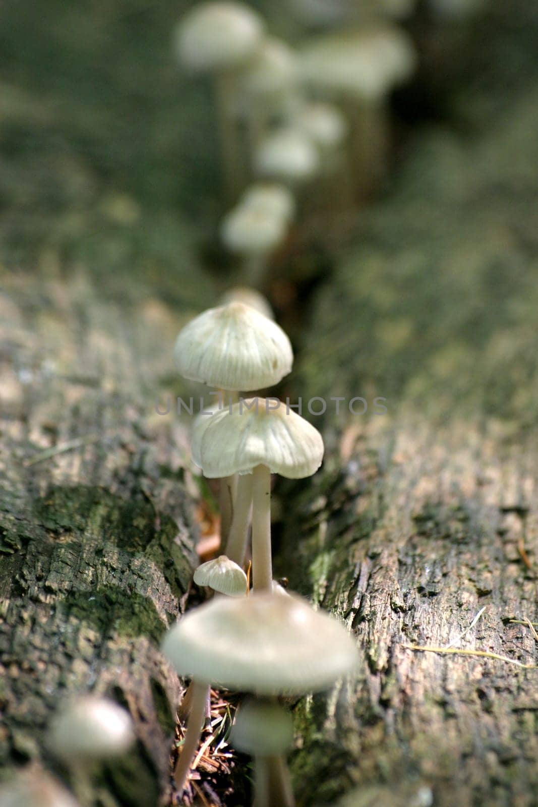 Umbrella mushrooms