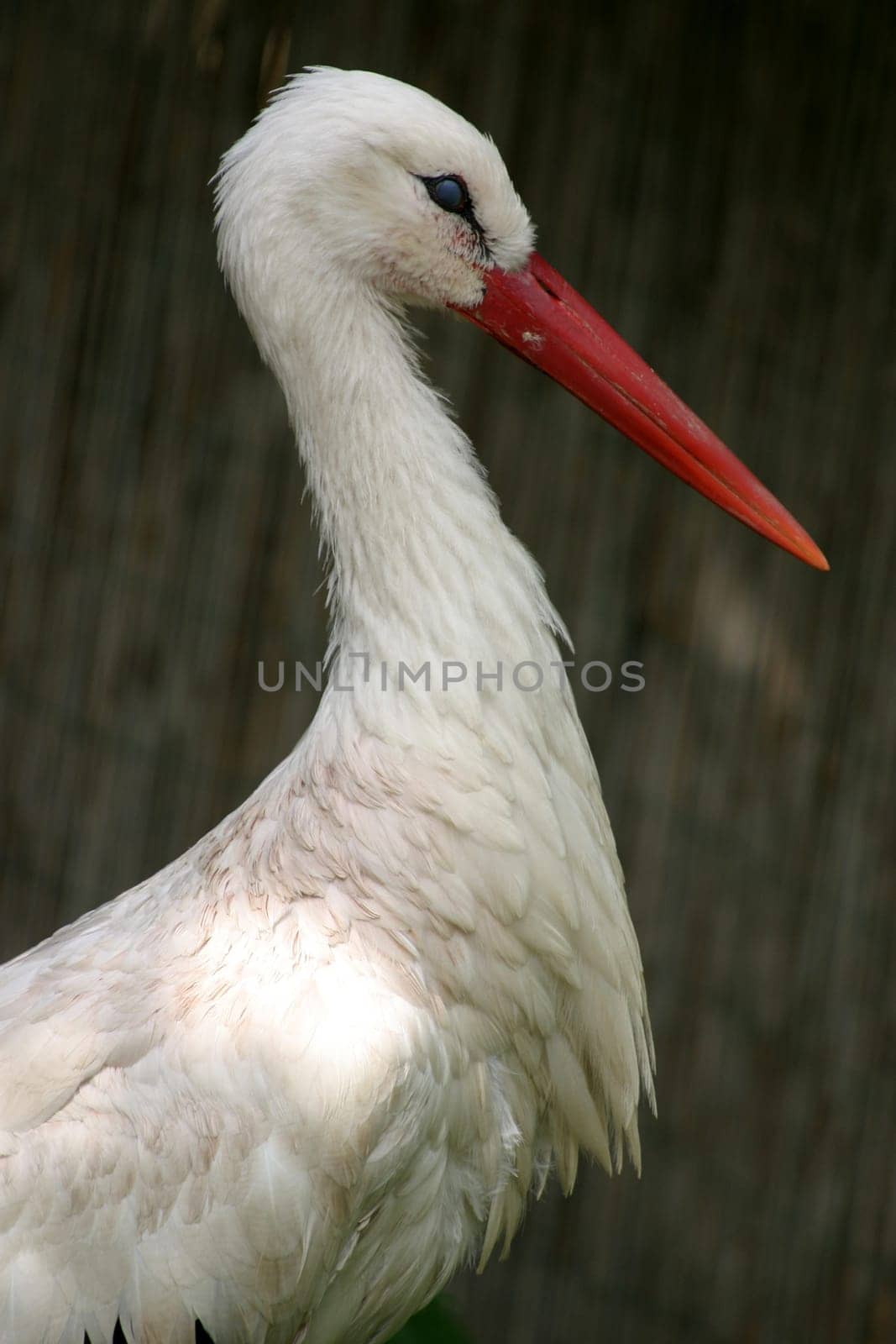 Young stork