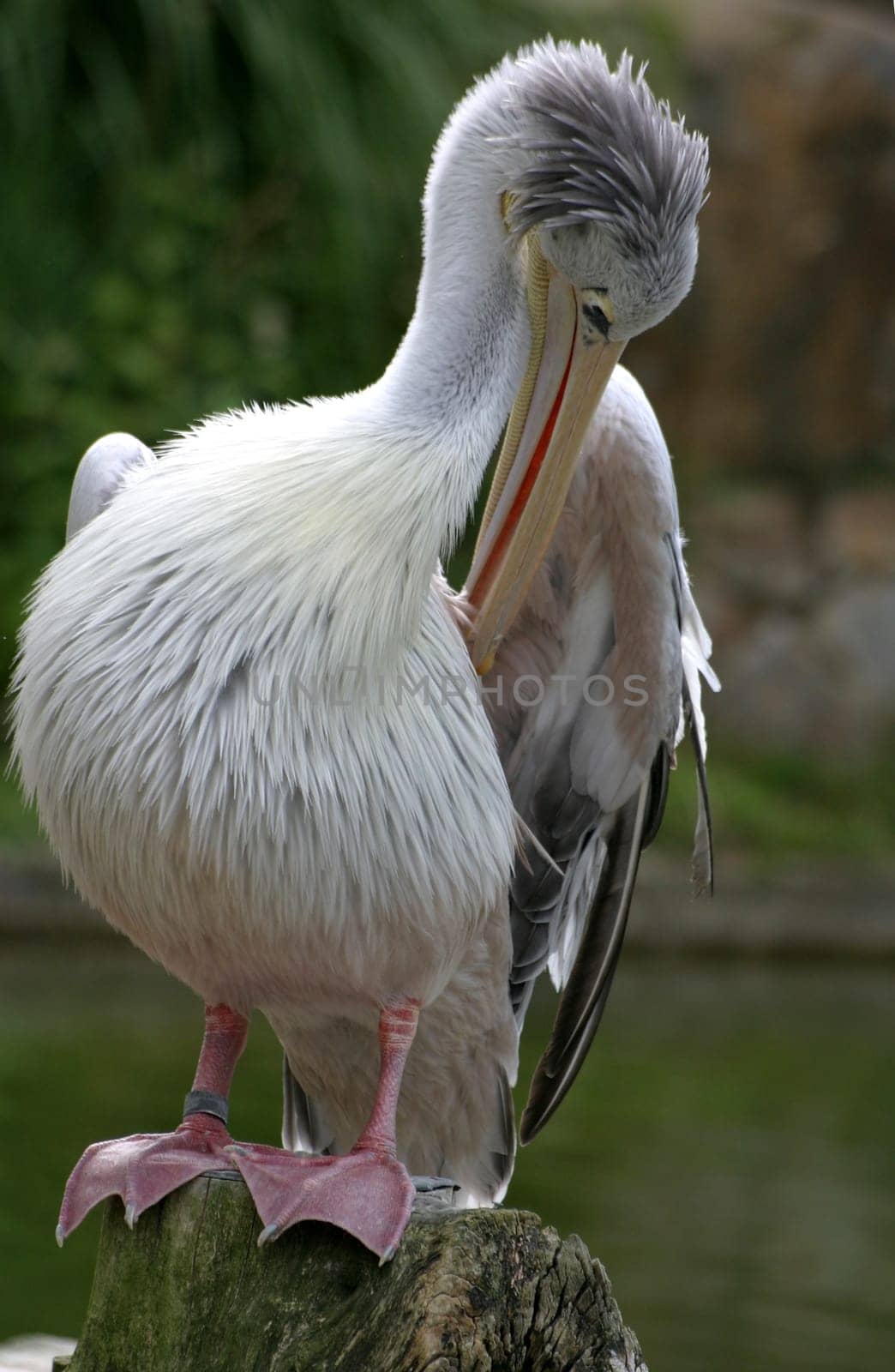 Eastern white pelican