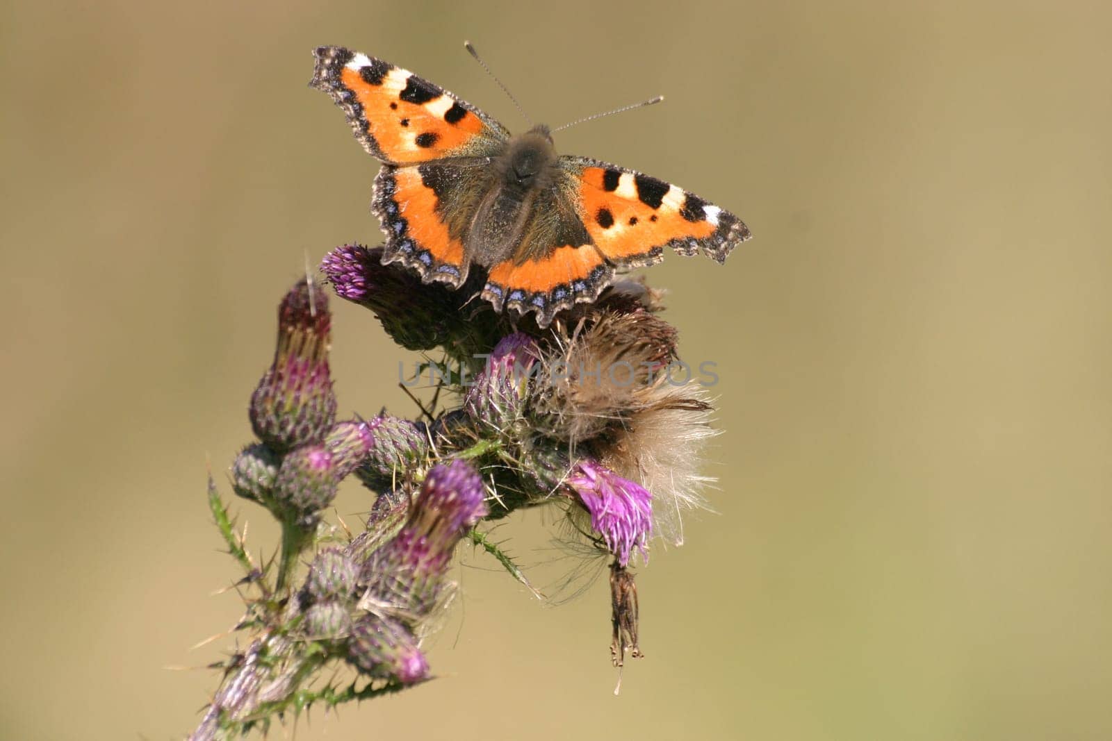 Small tortoiseshell
