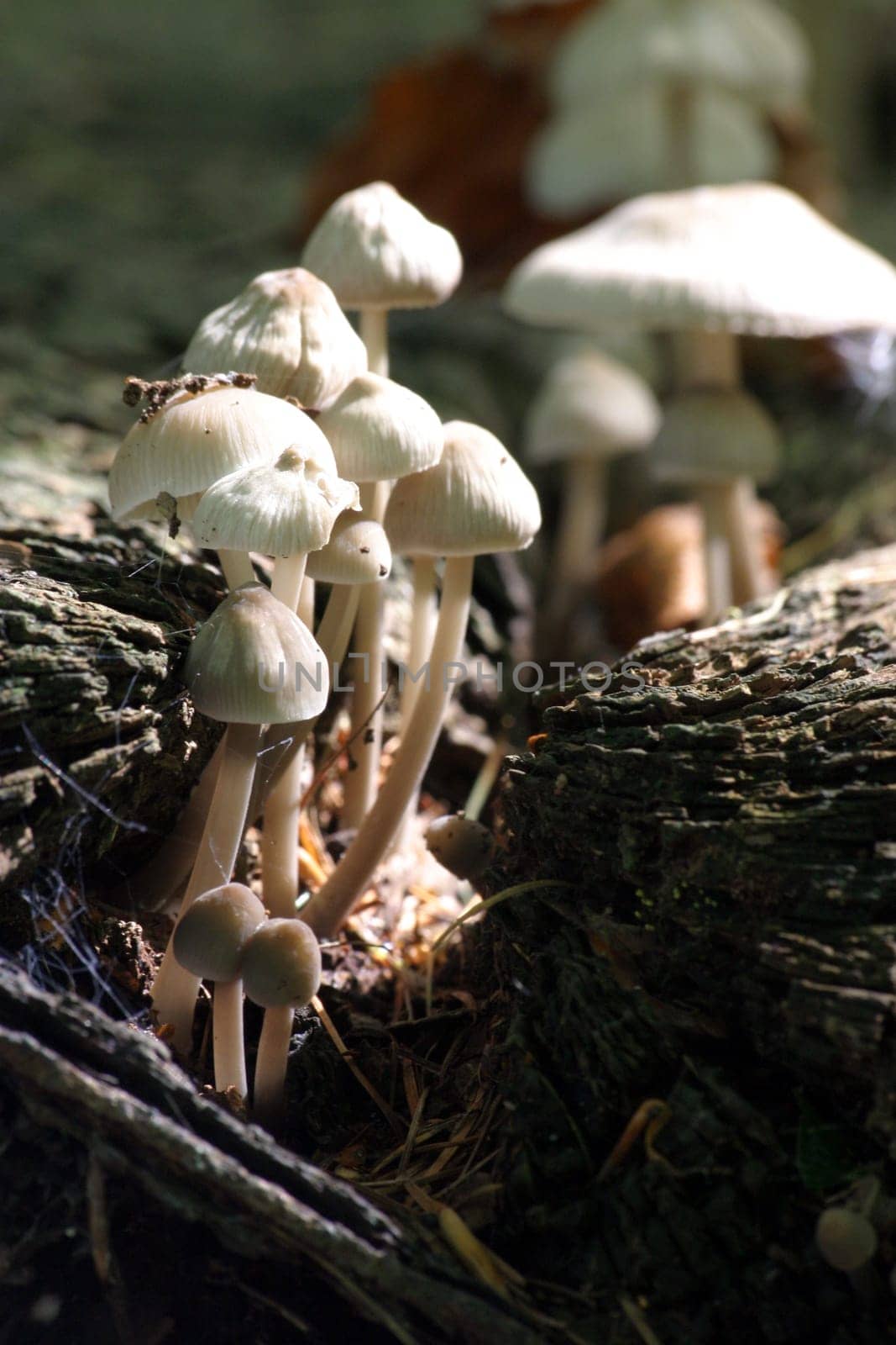 Fungal overgrown