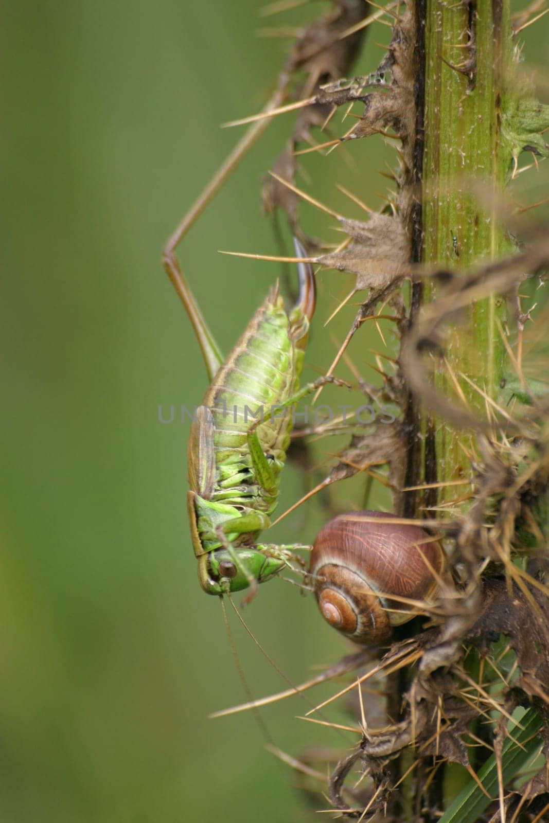 A warty biter climbs a shell snail on its way down