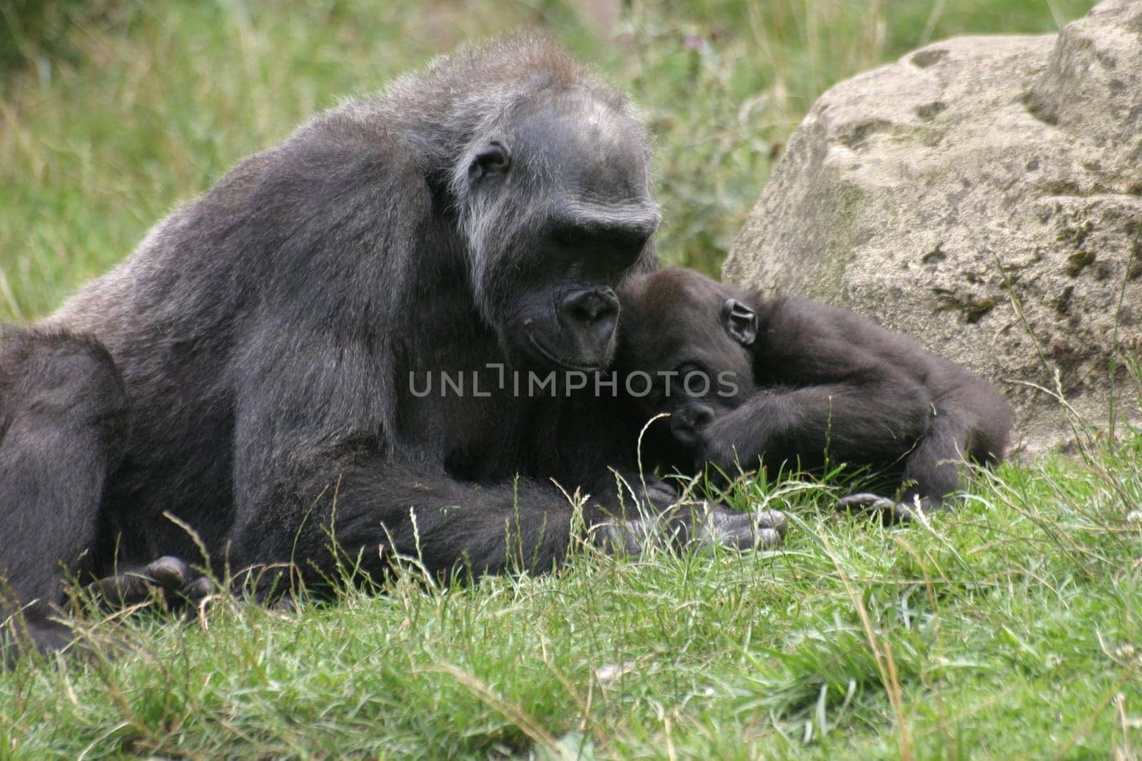 Gorilla mom with baby