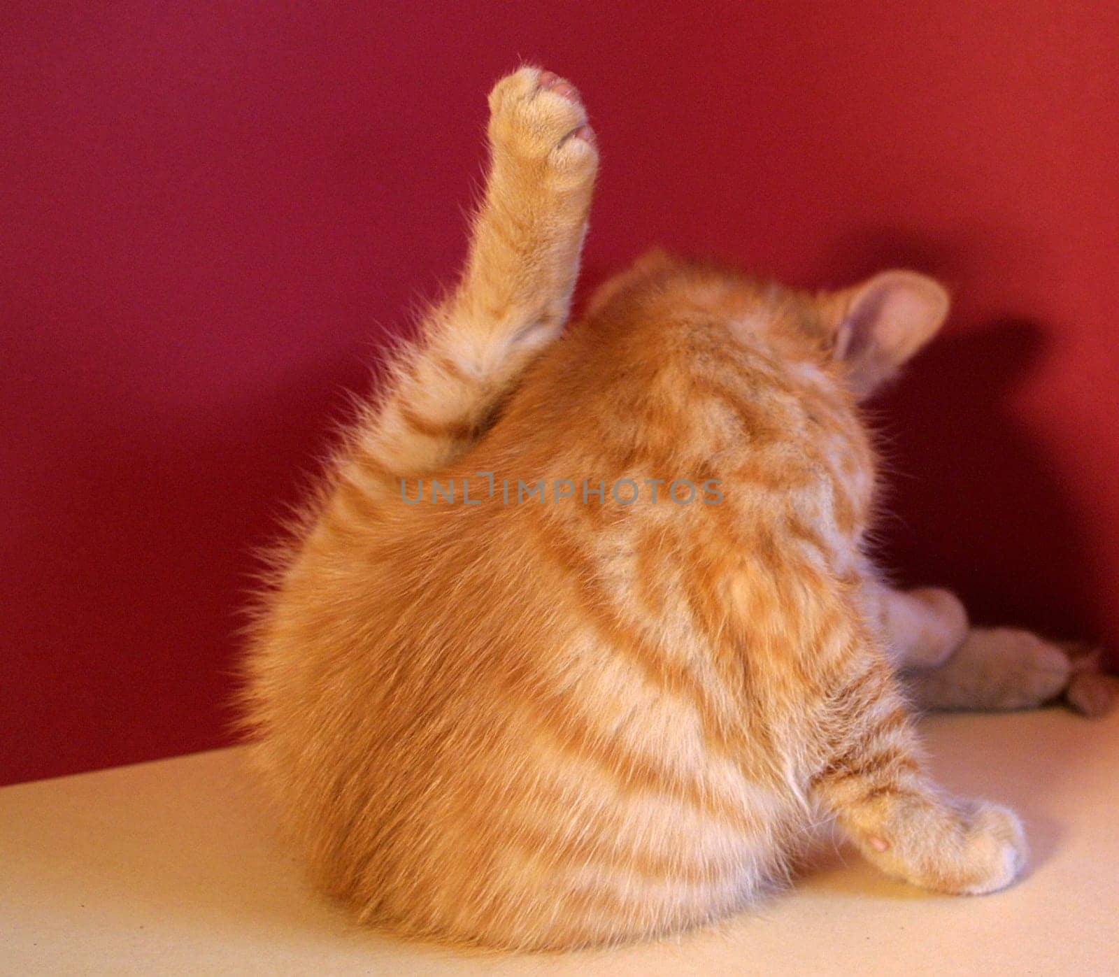 Clean cat
