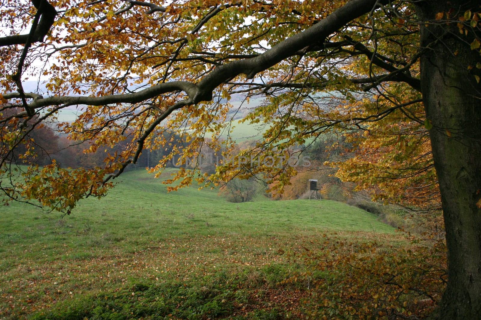 Autumn forest