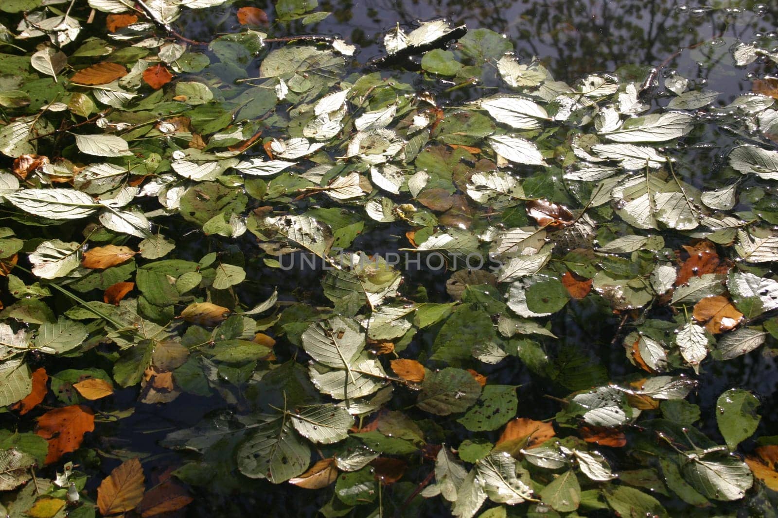 Carpet of leaves