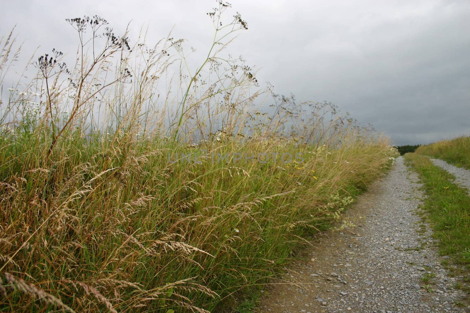 Roadside
