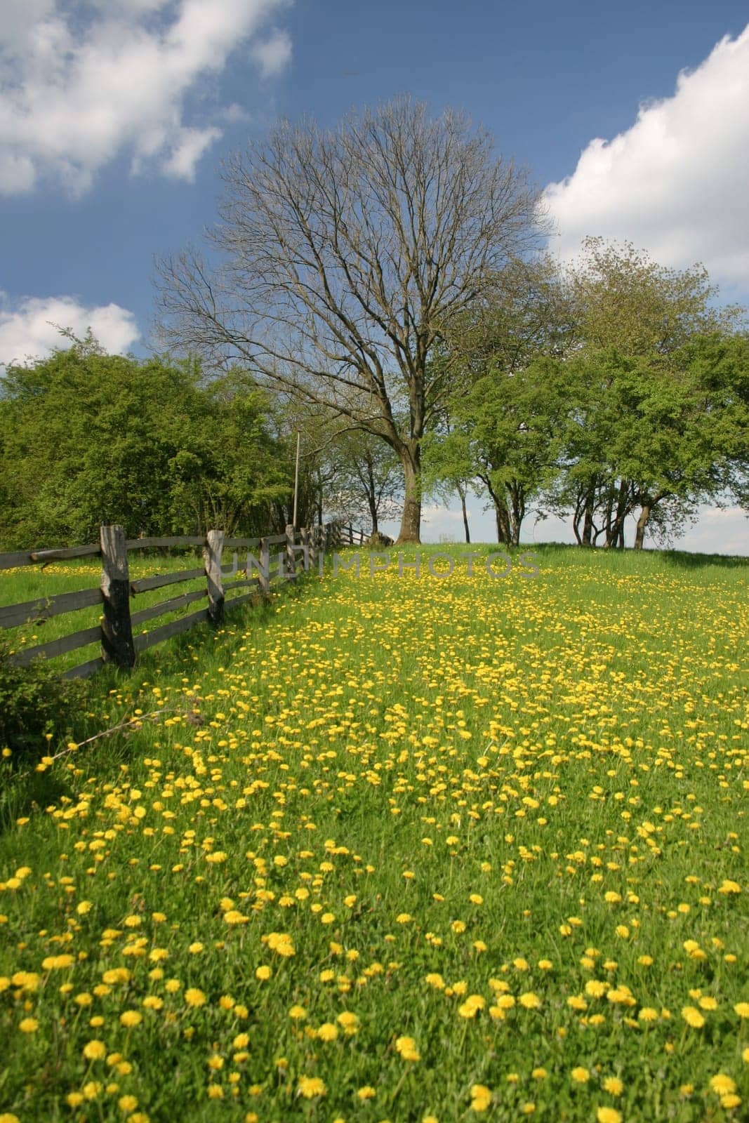 Dandelion meadow